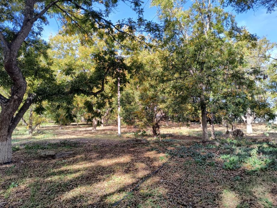 Parras, Coahuila de Zaragoza, 27987, Mexico, 1 Bedroom Bedrooms, ,Residential,For Sale,1762063