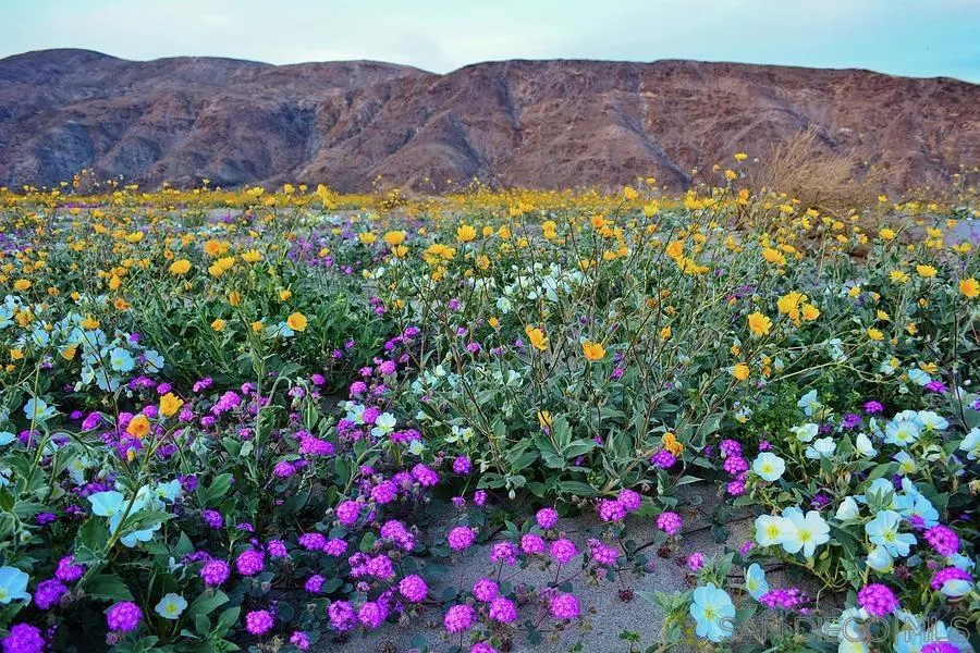 Borrego Springs, California, 92004, United States, ,Land,For Sale,1761936