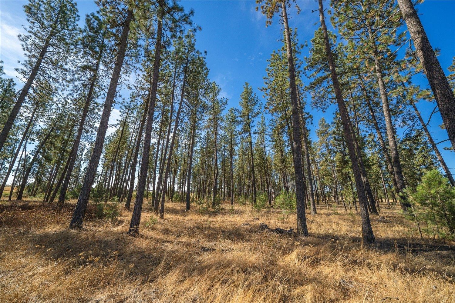 102 E Cameron Rd, Spangle, Washington, 99031, United States, ,Residential,For Sale,102 E Cameron Rd,1404590