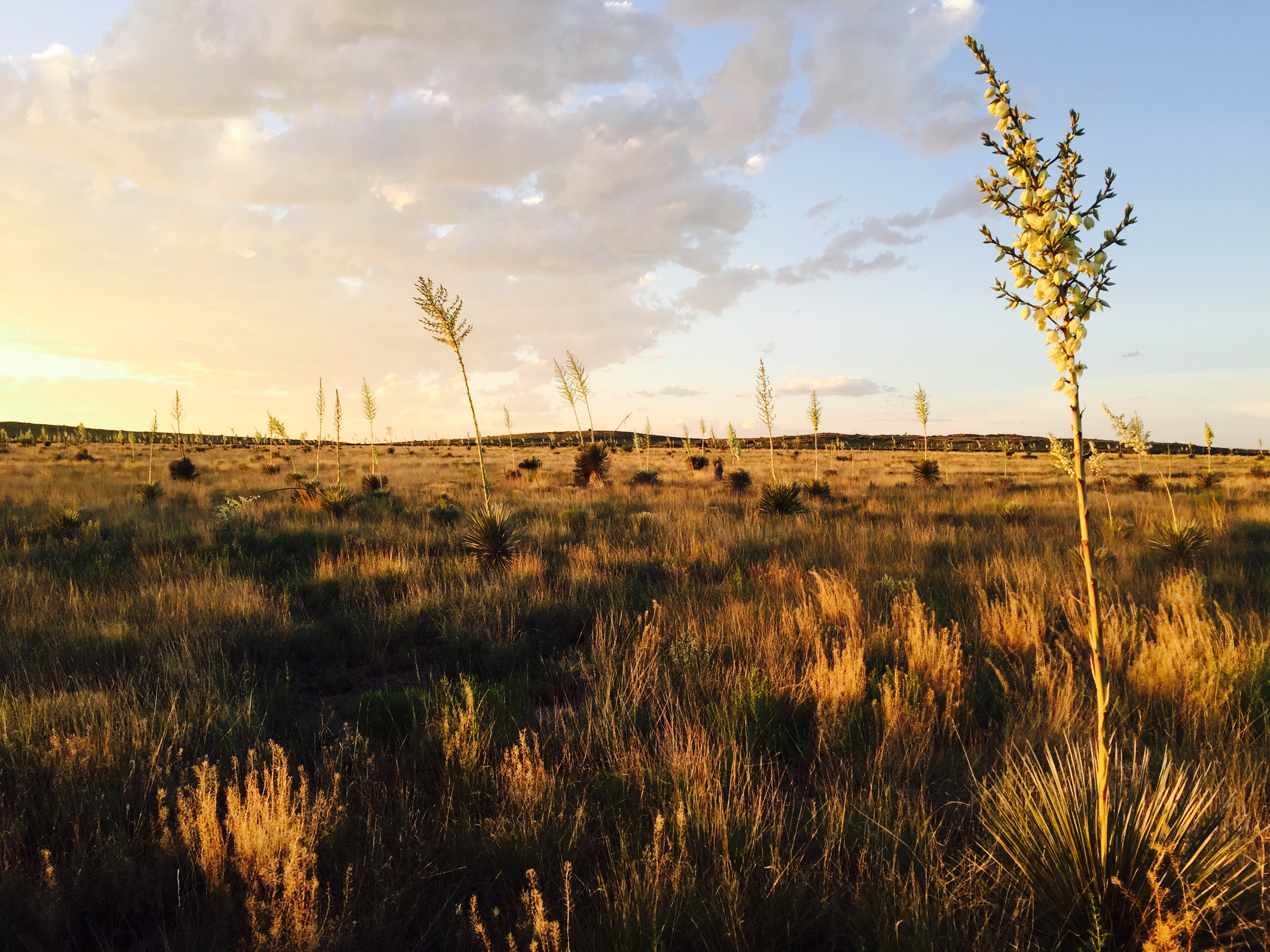  18311 Hwy 90, Marfa, TX 79843 - 物件實景