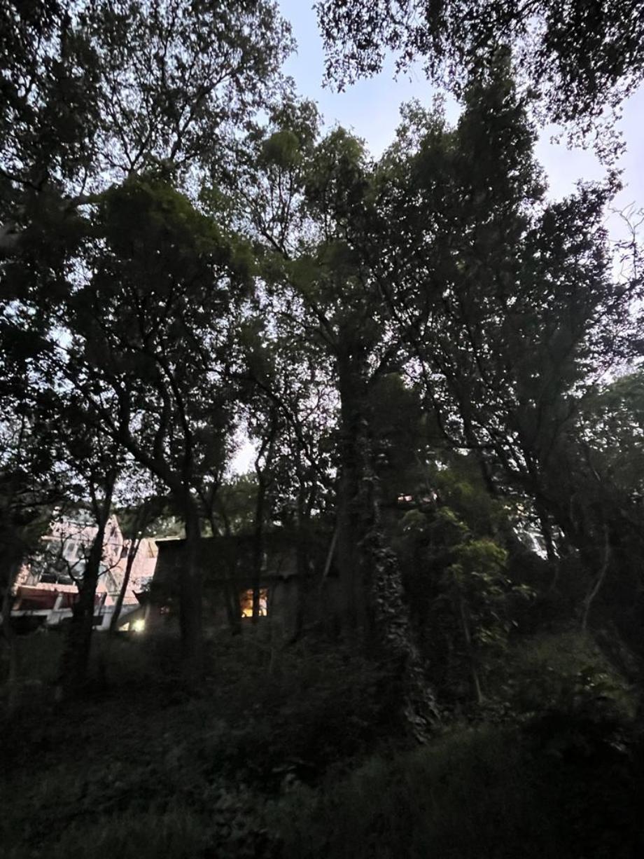 Privada de Cedros, Álvaro Obregón, Ciudad de México, 01790, Mexico, 4 Bedrooms Bedrooms, ,3 BathroomsBathrooms,Residential,For Sale,Privada de Cedros,1443690