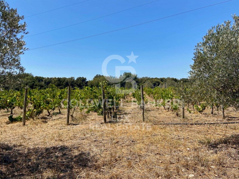Girona, Siurana, Siurana Girona, Siurana, Siurana, Siurana, Catalonia, ES, 5 Bedrooms Bedrooms, ,3 BathroomsBathrooms,Residential,For Sale,Girona, Siurana, Siurana Girona, Siurana, Siurana ,1621457