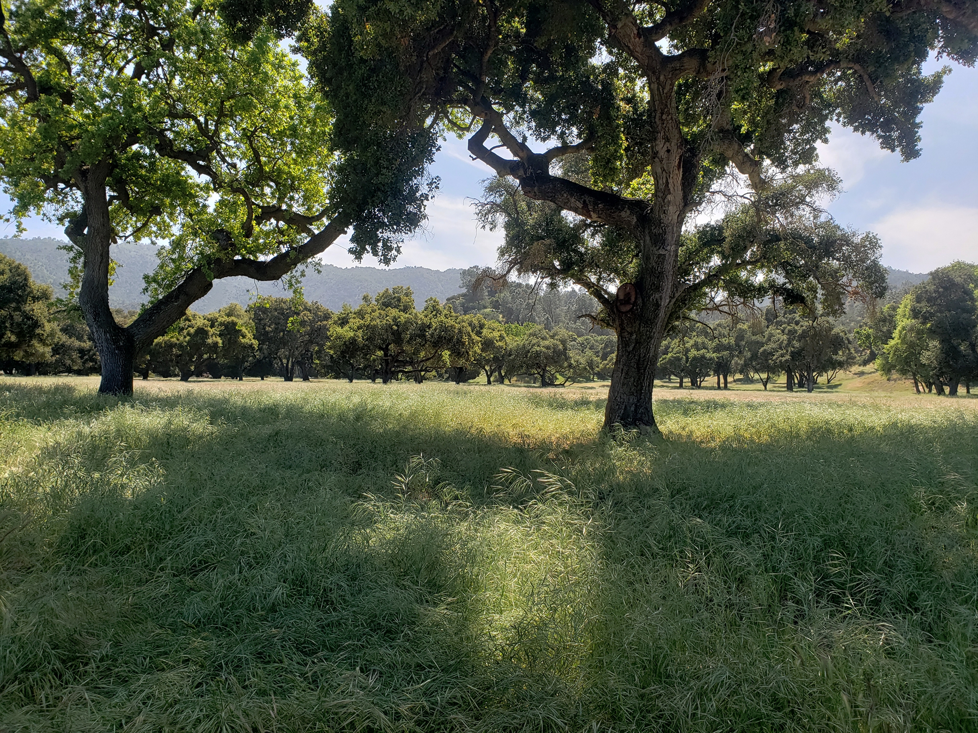  770 Limekiln Road - 物件實景