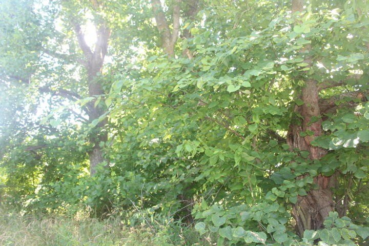 Polk, Missouri, 65727, United States, ,Land,For Sale,1980569