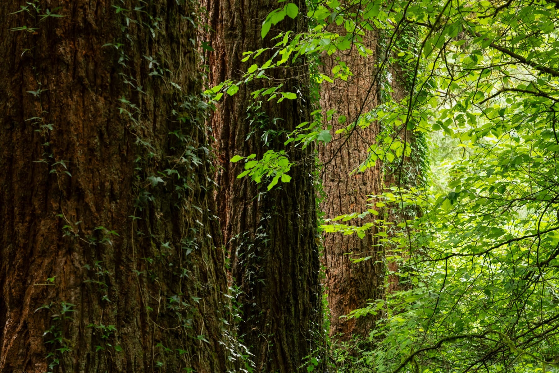  3832 NE CAVITT RD Camas, WA 98607 - 物件實景