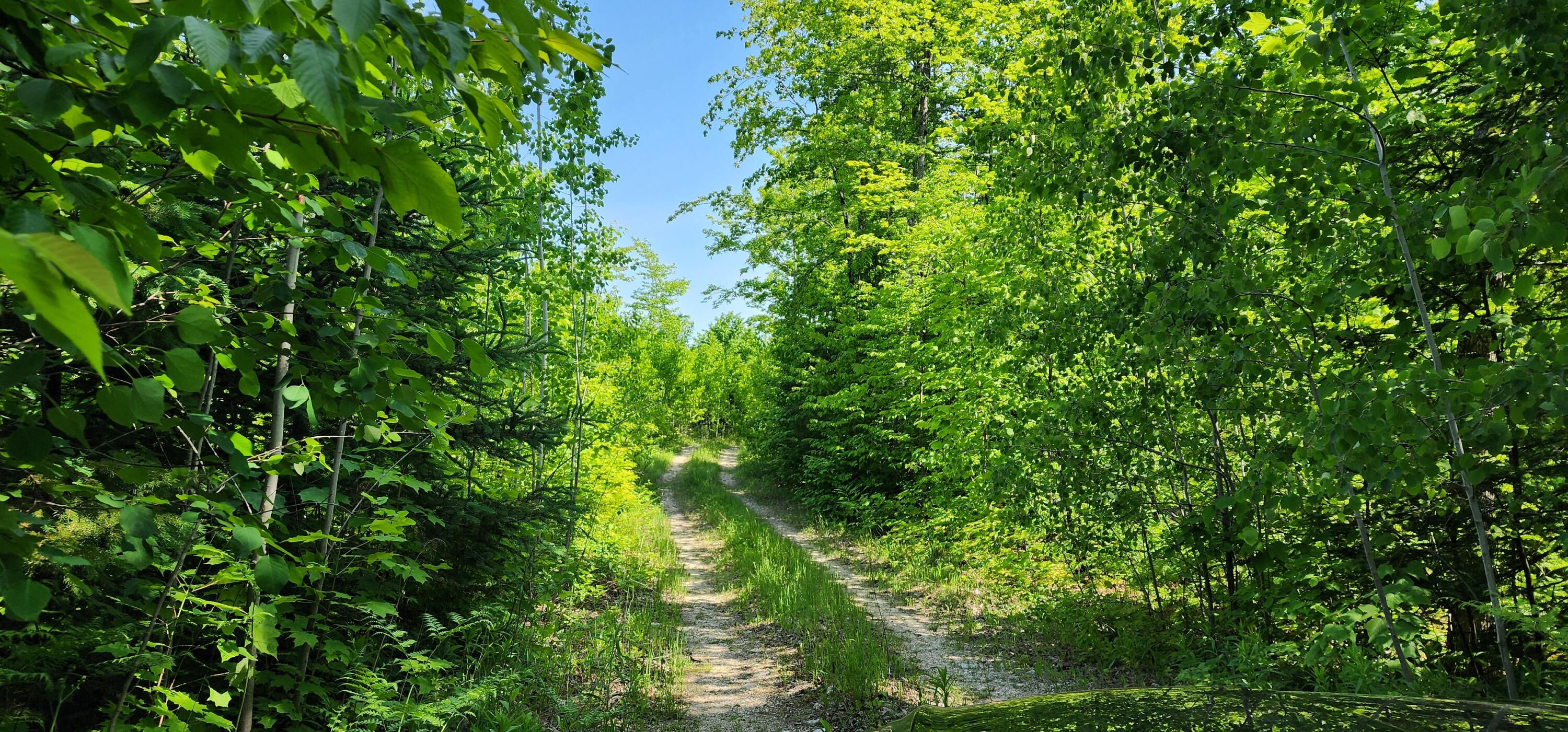 3625 E Simmons Rd RD, Hessel, Michigan, 49745, United States, ,Land,For Sale,3625 E Simmons Rd RD,1619252