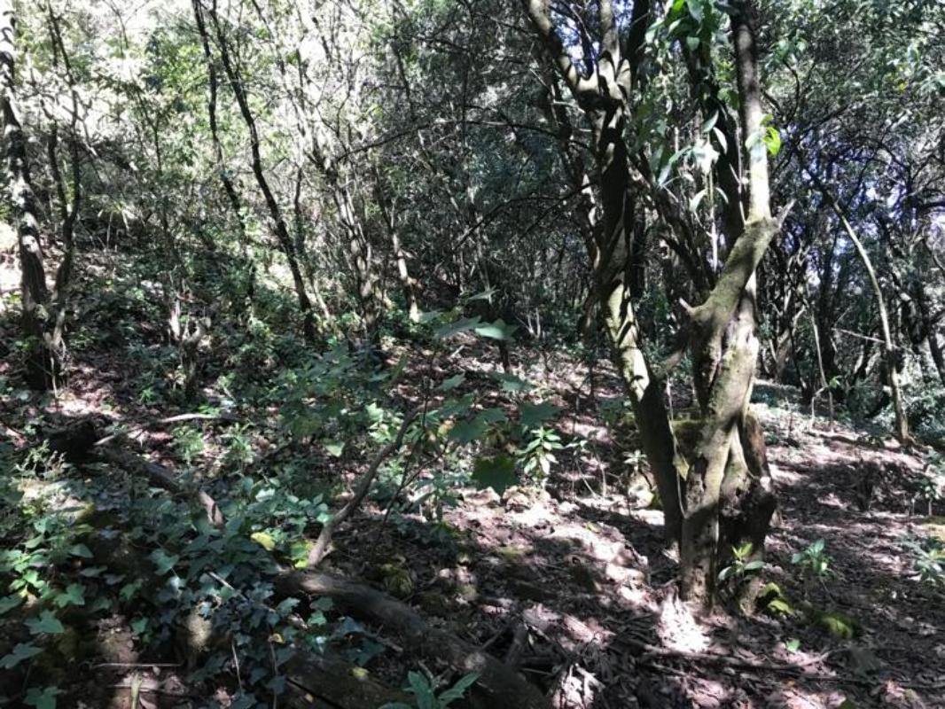 Acopilco, Cuajimalpa de Morelos, Ciudad de México, 05710, Mexico, 1 Bedroom Bedrooms, ,Residential,For Sale,Acopilco,1444155