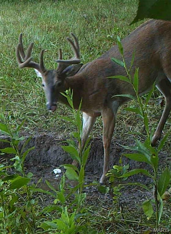 Monroe City, Missouri, 63456, United States, ,Land,For Sale,1980469