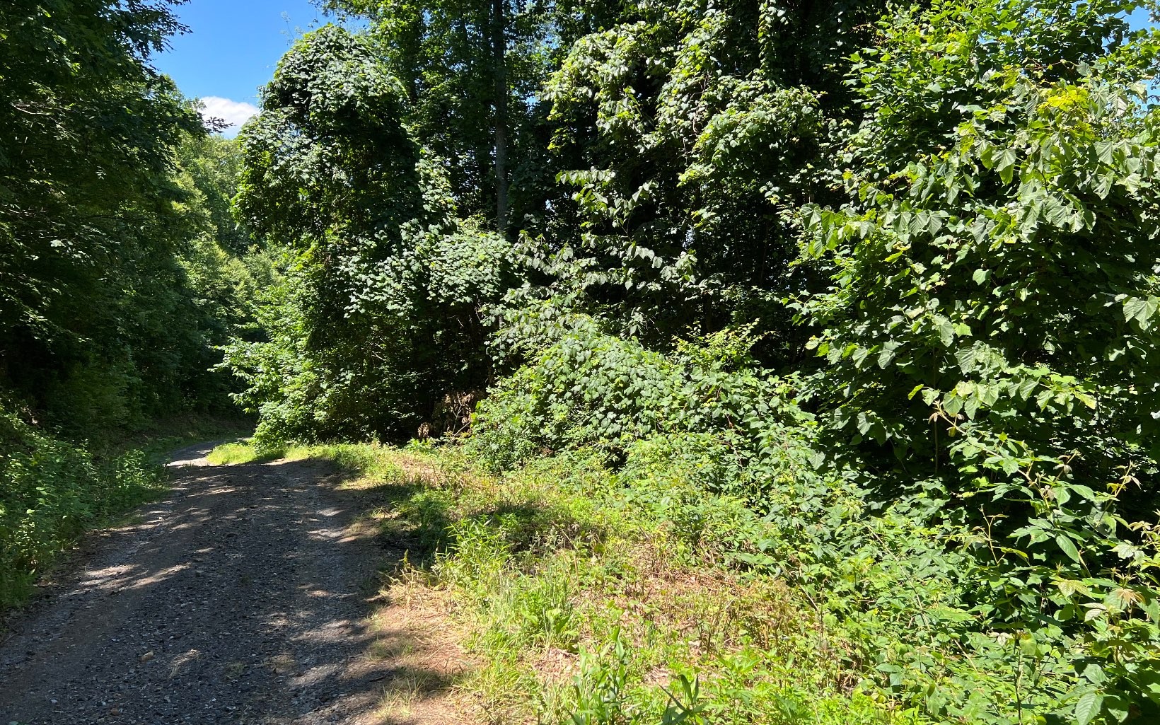 101ac Lori'S Mountain, Hayesville, North Carolina, 28904, United States, ,Residential,For Sale,101ac Lori'S Mountain,1304629