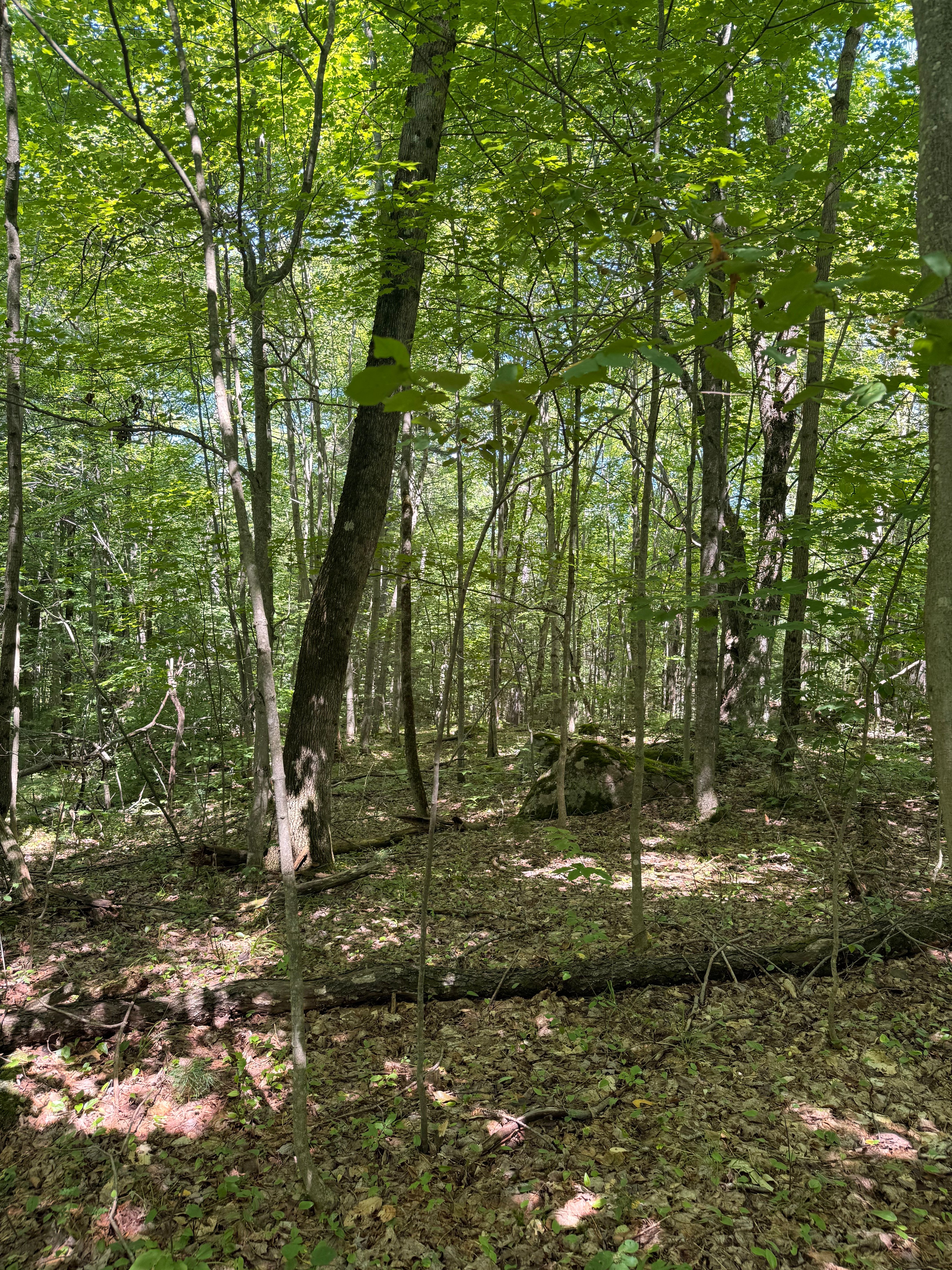  TBD Cook Road, St. Regis Falls, NY 12980 - 物件實景