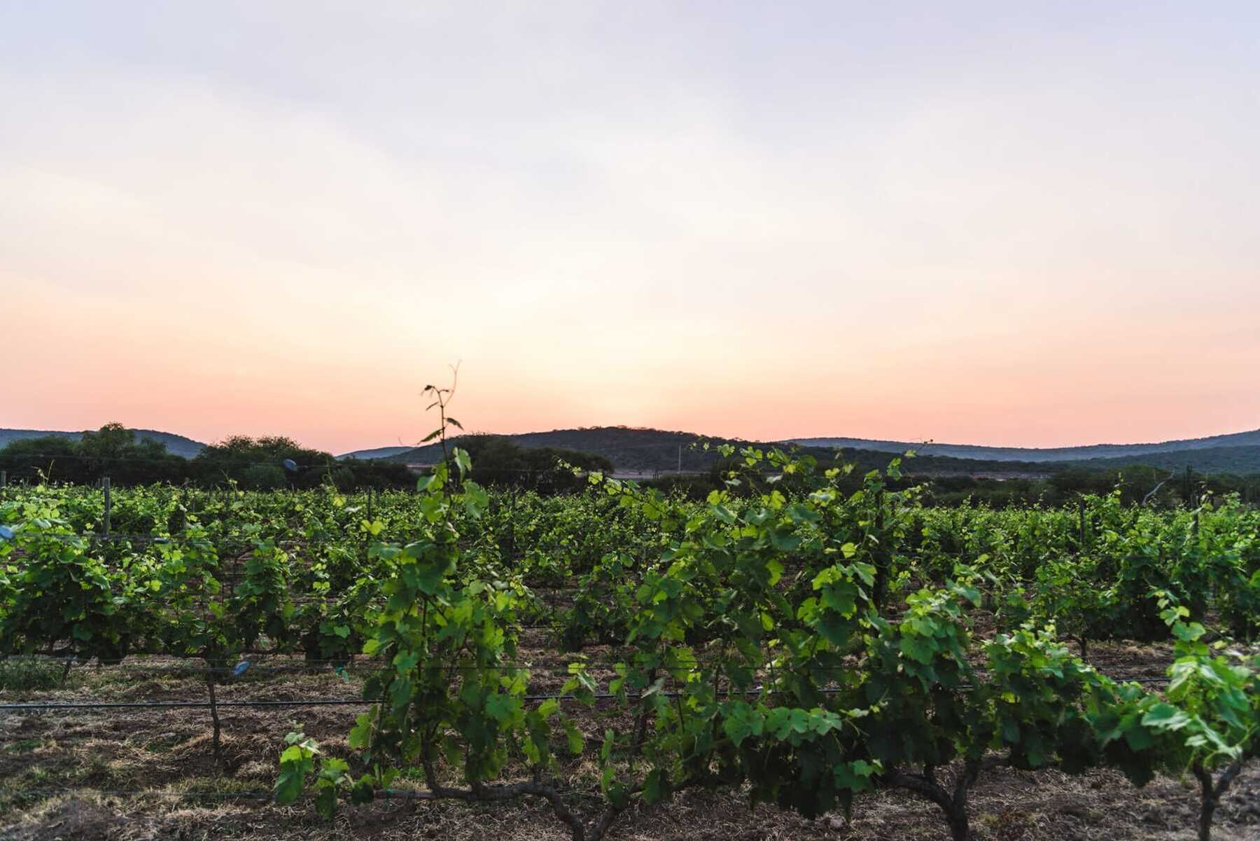  TERRENO PUERTA DEL LOBO - 物件實景