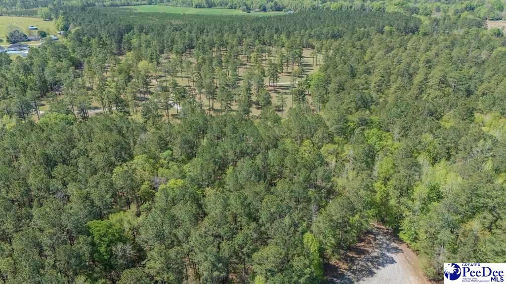 1315 Hill Harrell Road, Effingham, South Carolina, 29541-3179, United States, ,Land,For Sale,1315 Hill Harrell Road,1501598