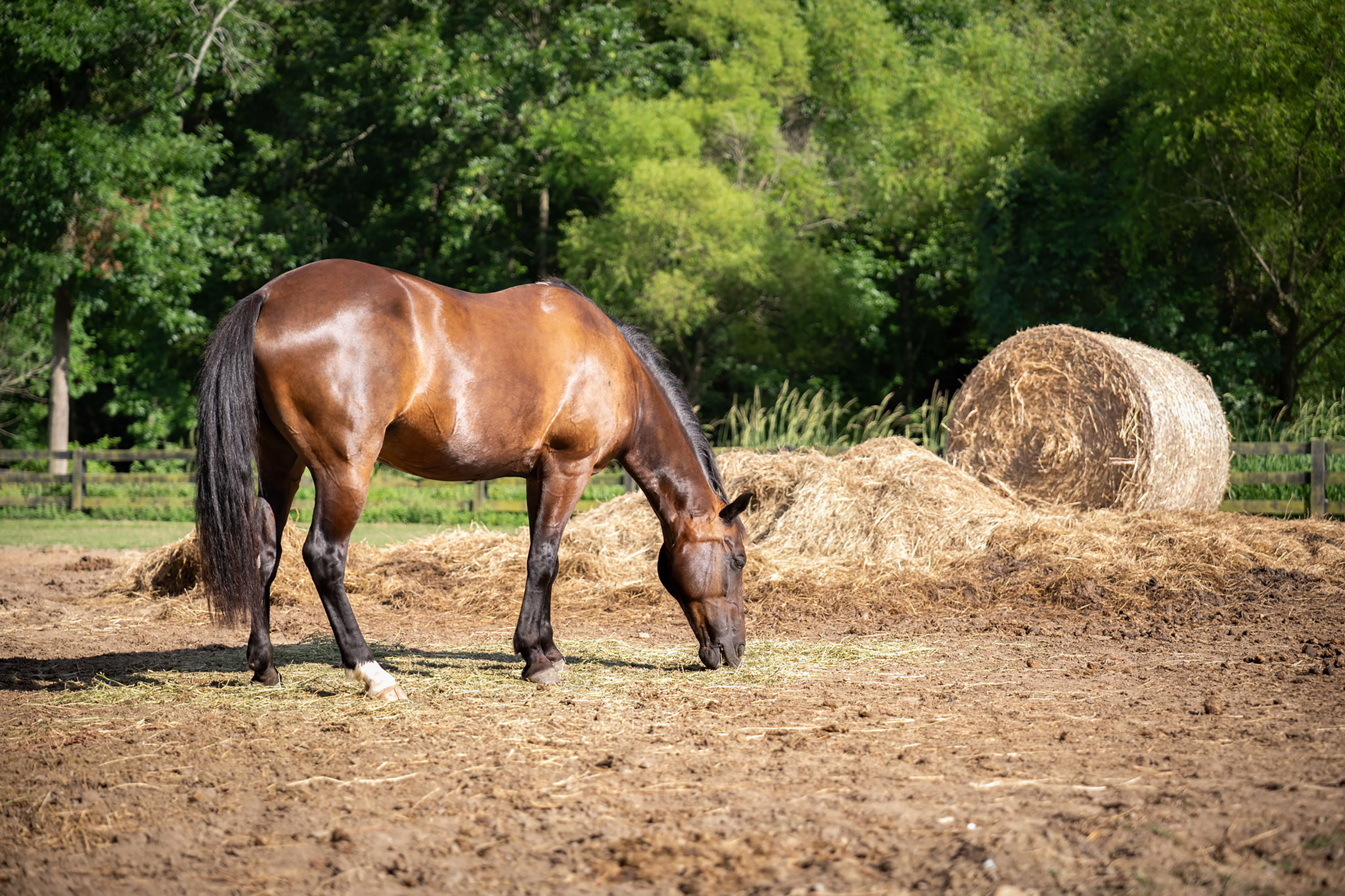  Nestled on a Private Homesite in Highly Sought-After Providence Lake Community - 物件實景