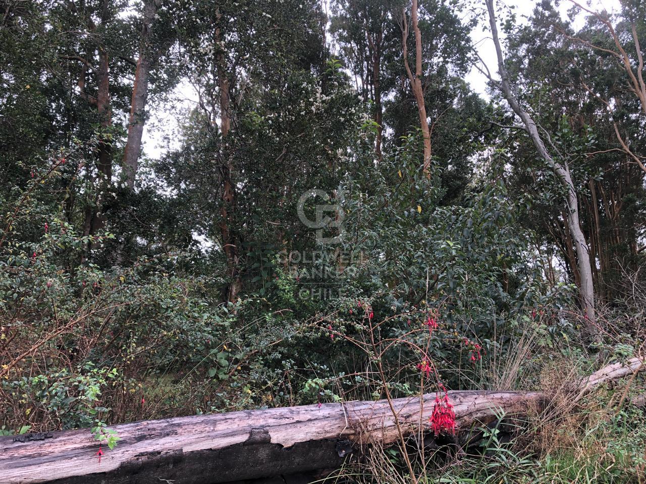 Puerto Varas, Chile, ,Residential,For Sale,1959387