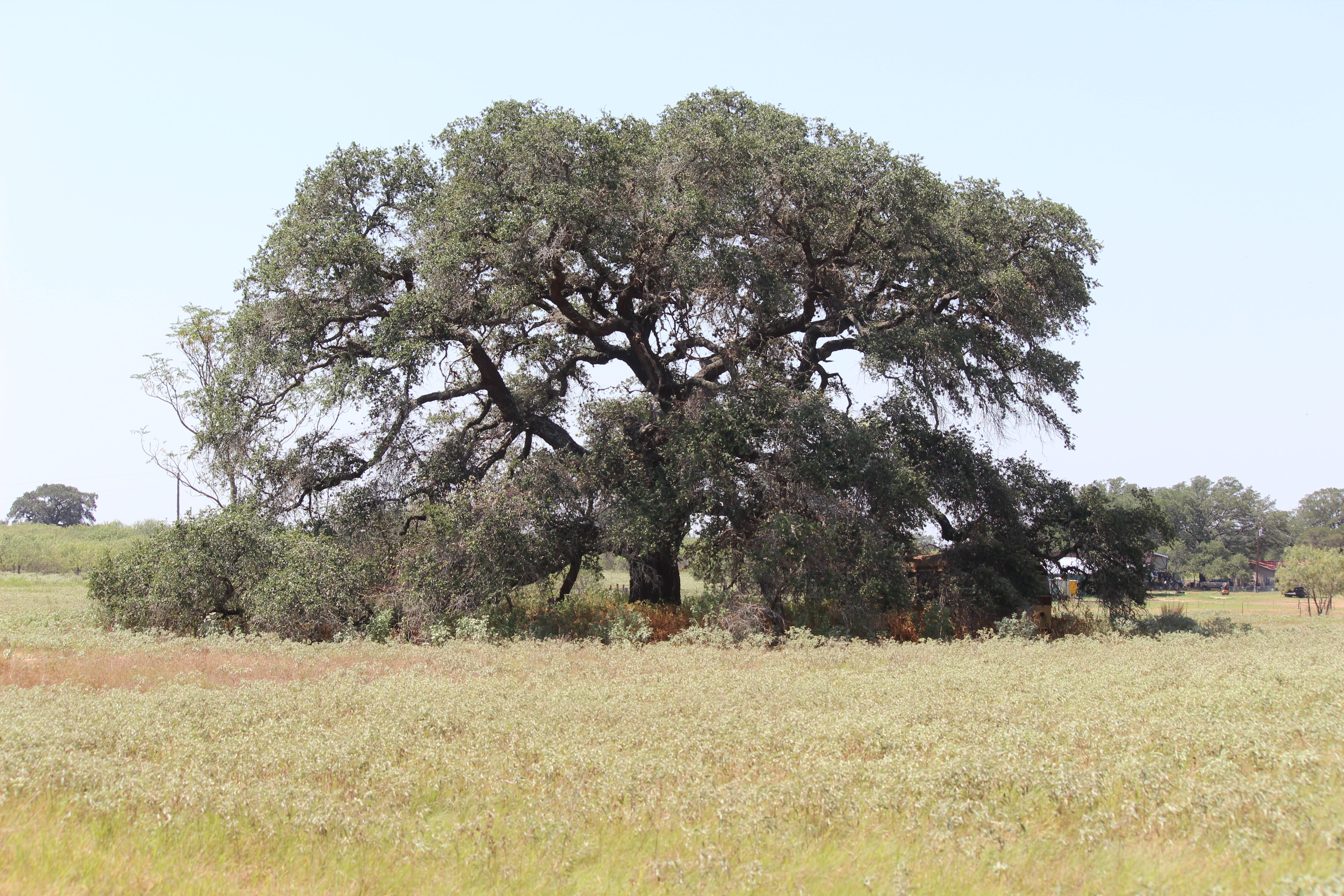  398+/- Acre Grass Pond Colony Ranch - 物件實景