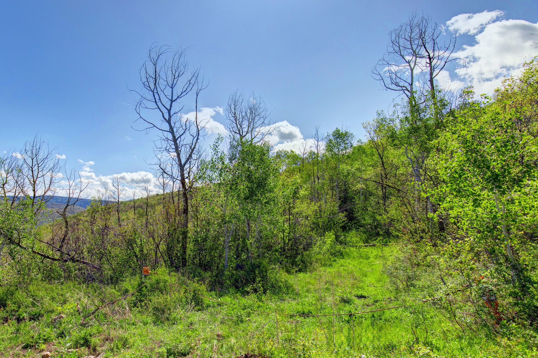  Wooded 5 acres No HOA - 物件實景