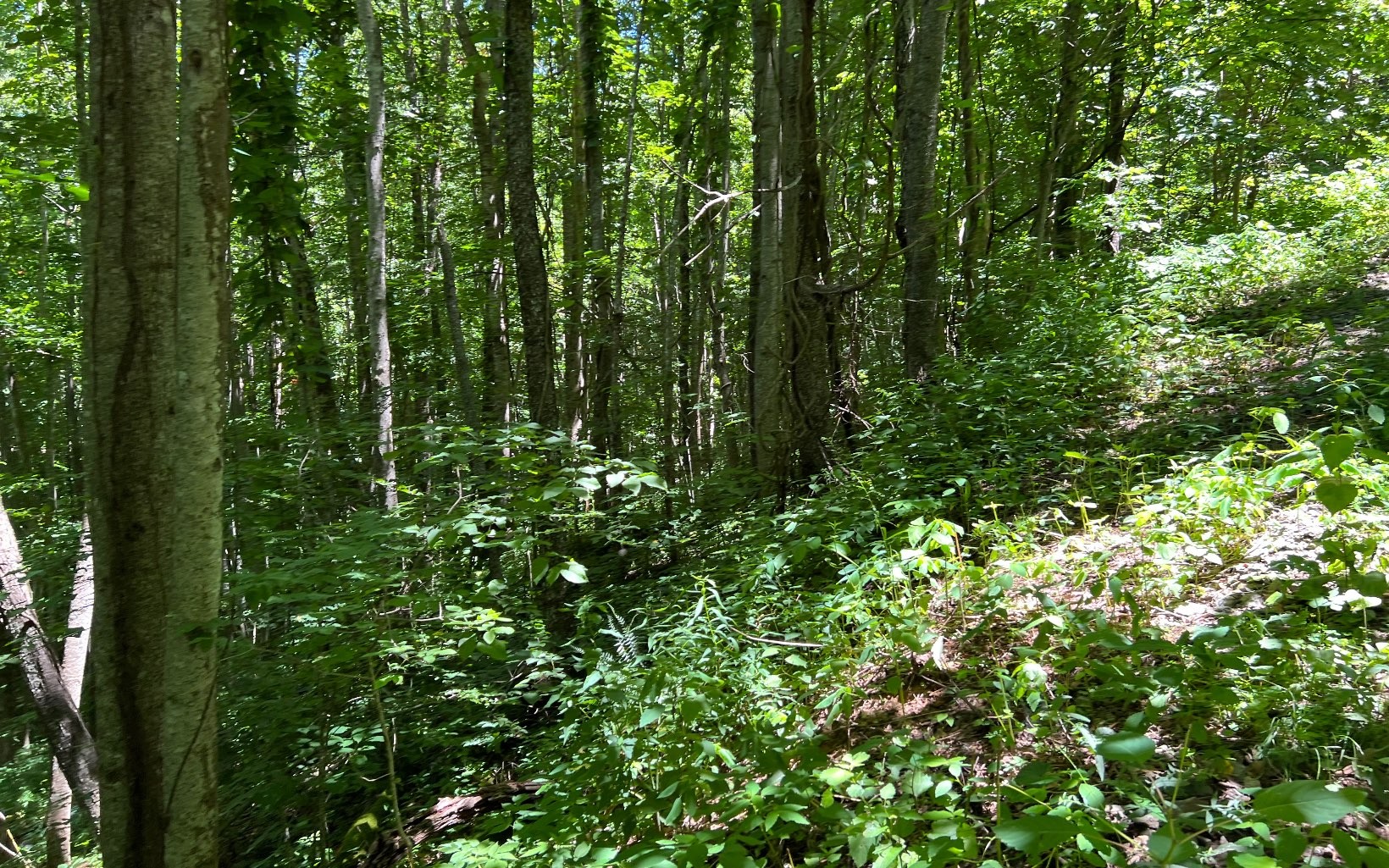 101ac Lori'S Mountain, Hayesville, North Carolina, 28904, United States, ,Residential,For Sale,101ac Lori'S Mountain,1304629