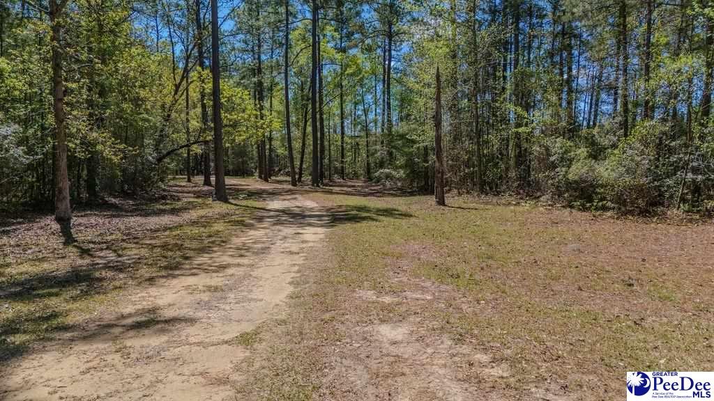 1315 Hill Harrell Road, Effingham, South Carolina, 29541-3179, United States, ,Land,For Sale,1315 Hill Harrell Road,1501598