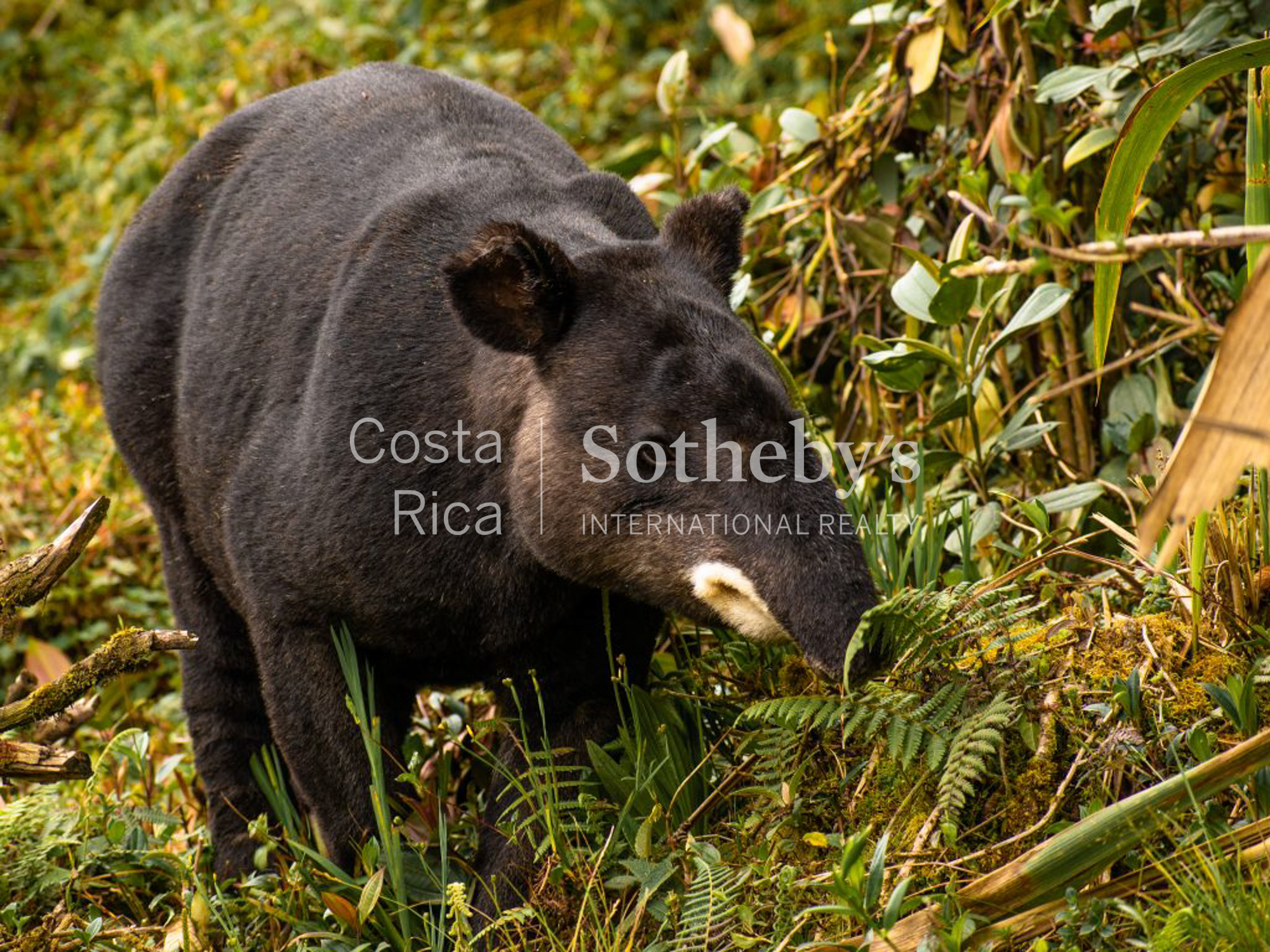  Curubande River Forest Treasure - 物件實景