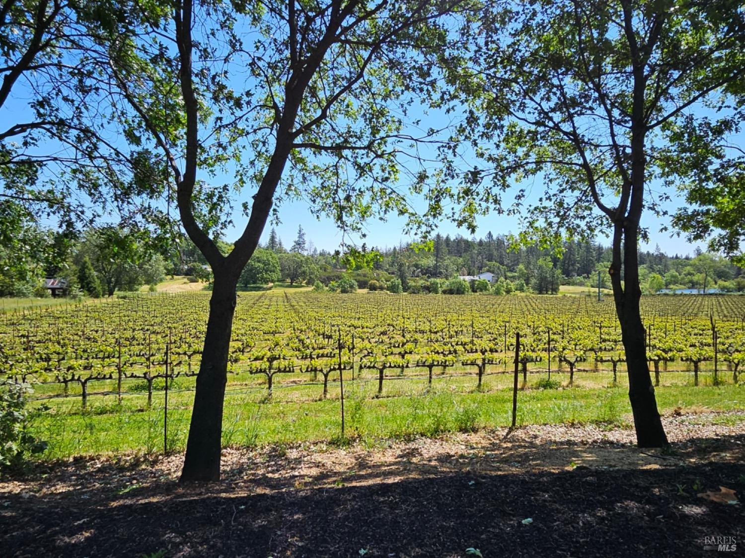 Angwin, California, 94508, United States, 4 Bedrooms Bedrooms, ,4 BathroomsBathrooms,Residential,For Sale,1989256