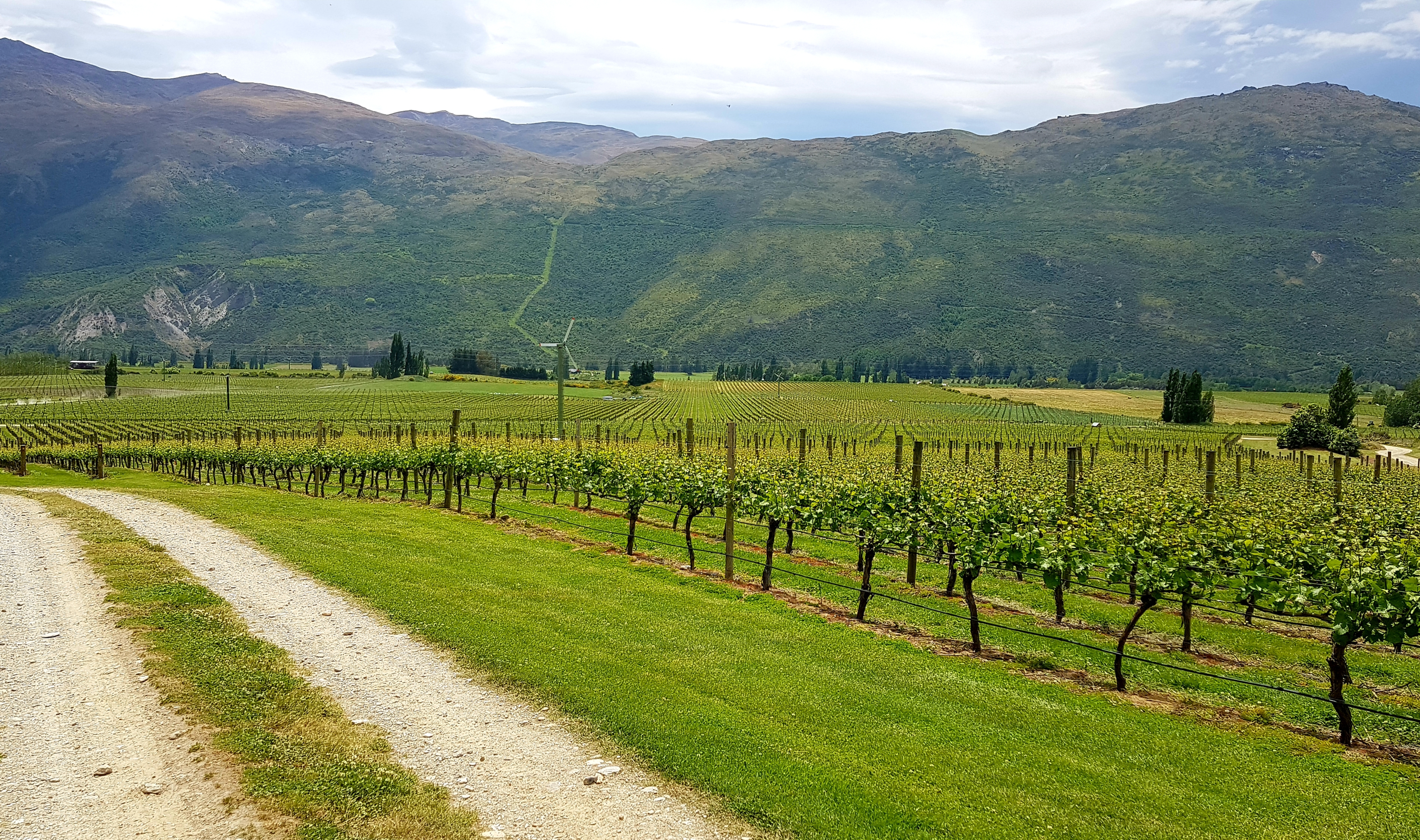  Award Winning Vineyard - 物件實景