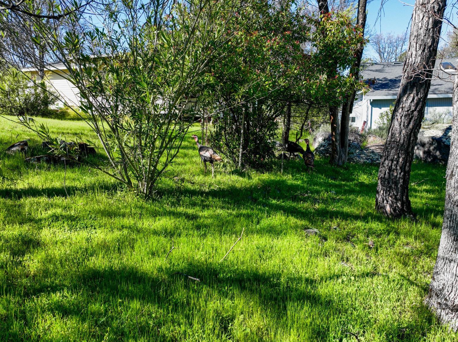 Penn Valley, California, 95946, United States, 3 Bedrooms Bedrooms, ,3 BathroomsBathrooms,Residential,For Sale,1758871