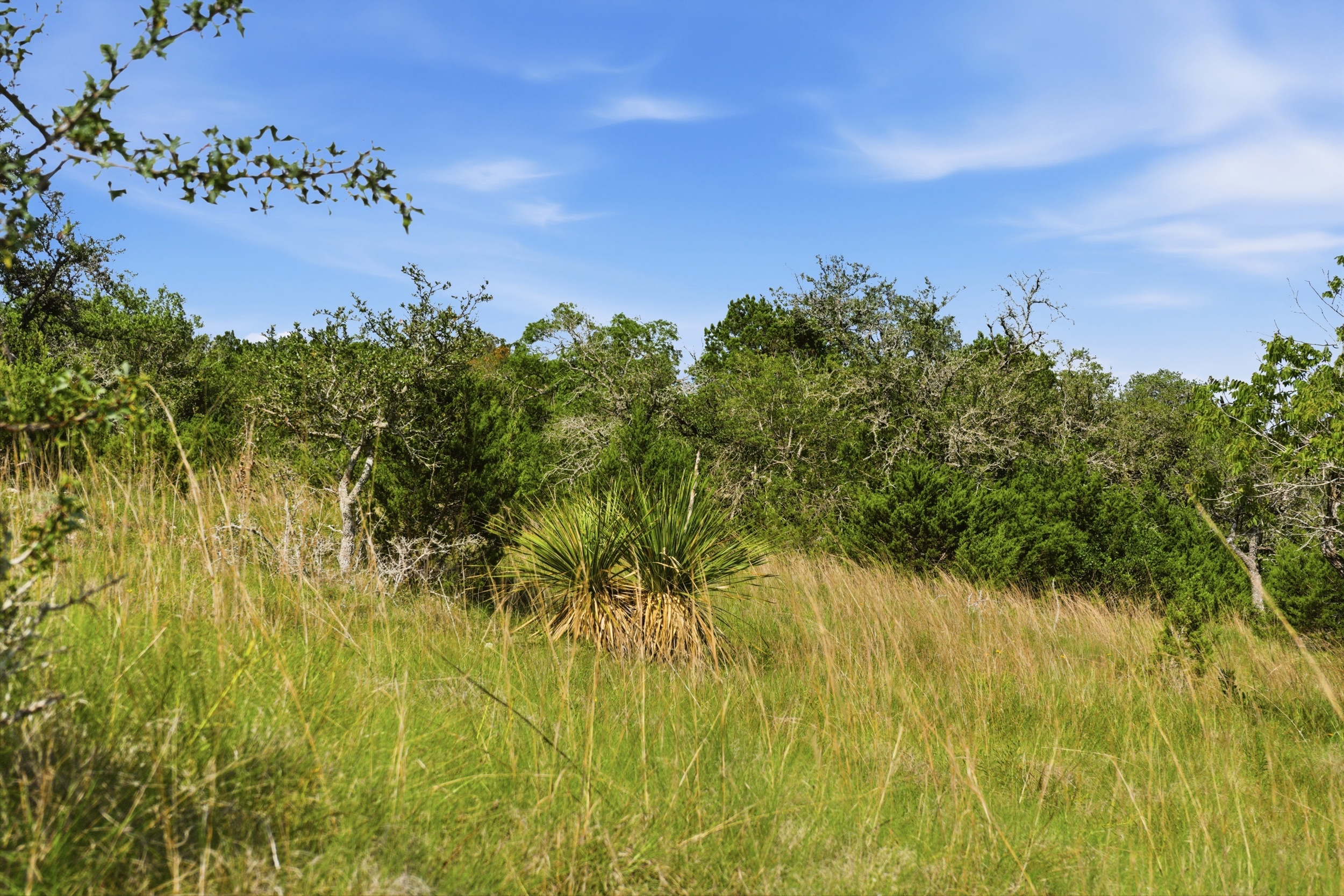  72+/- Acre Palmetto Creek Ranch - 物件實景