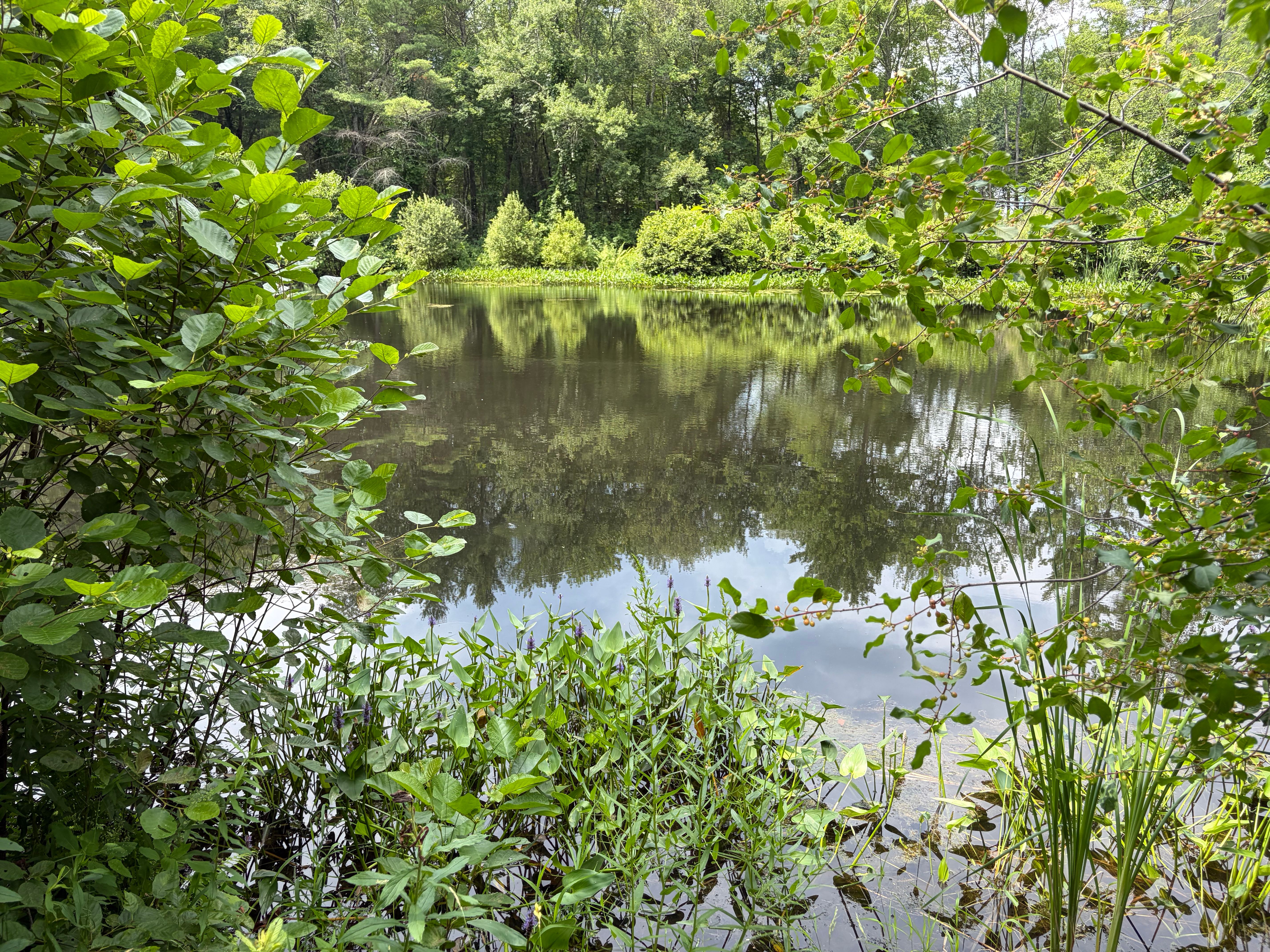  0 Judy Farm Road, Carlisle, MA, 01741 - 物件實景