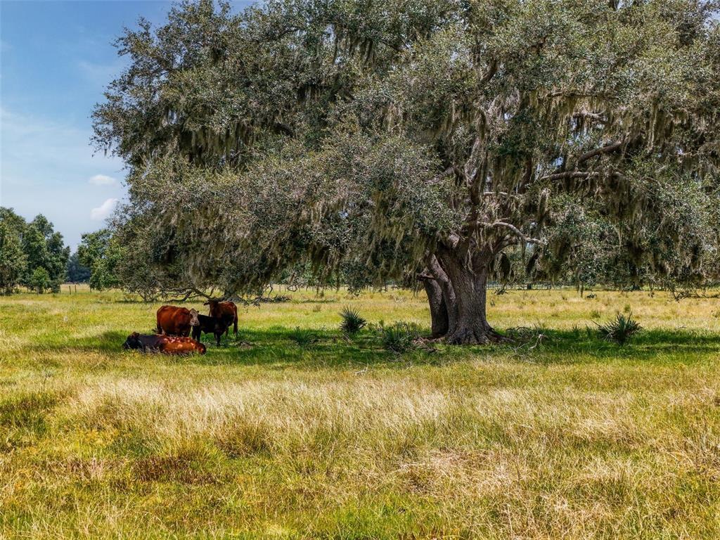 Myakka City, Florida, 34251, United States, ,Land,For Sale,1908306