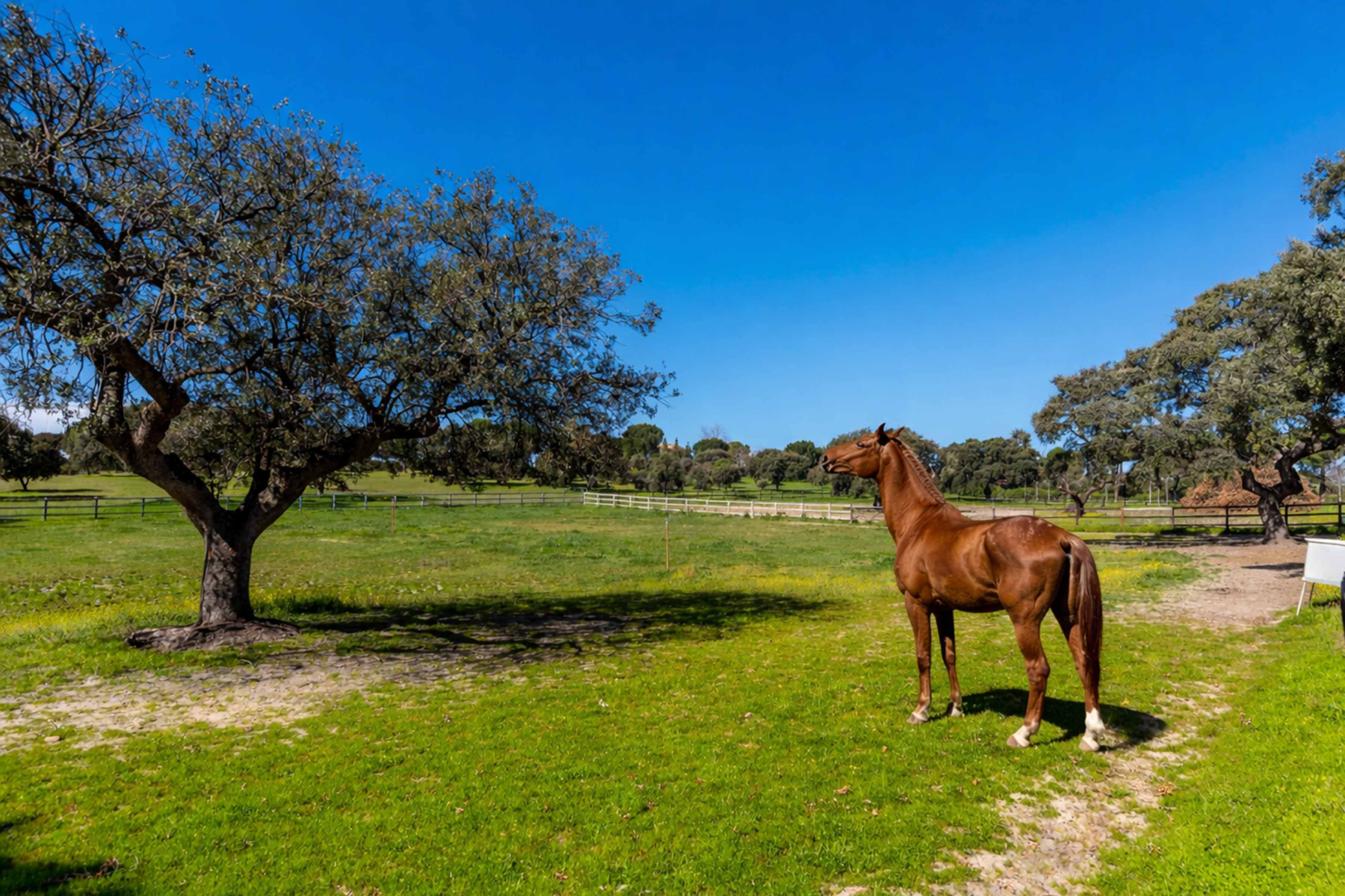 Equestrian estate: Elegance, nature, and horses at the gates of Madrid - 物件實景