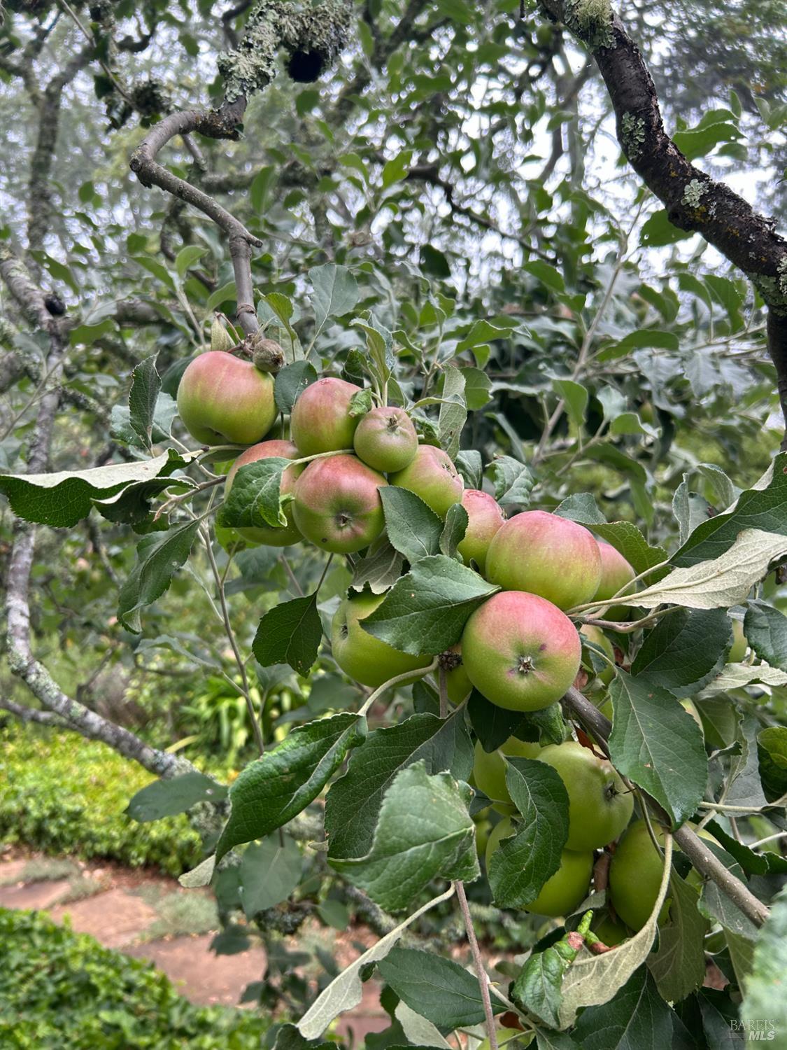 Glen Ellen, California, 95442, United States, 4 Bedrooms Bedrooms, ,3 BathroomsBathrooms,Residential,For Sale,2009295