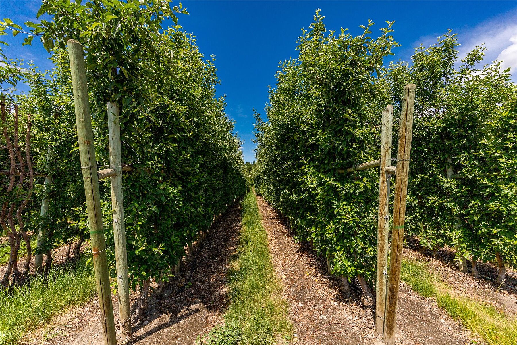  10 Acre Orchard - 物件實景