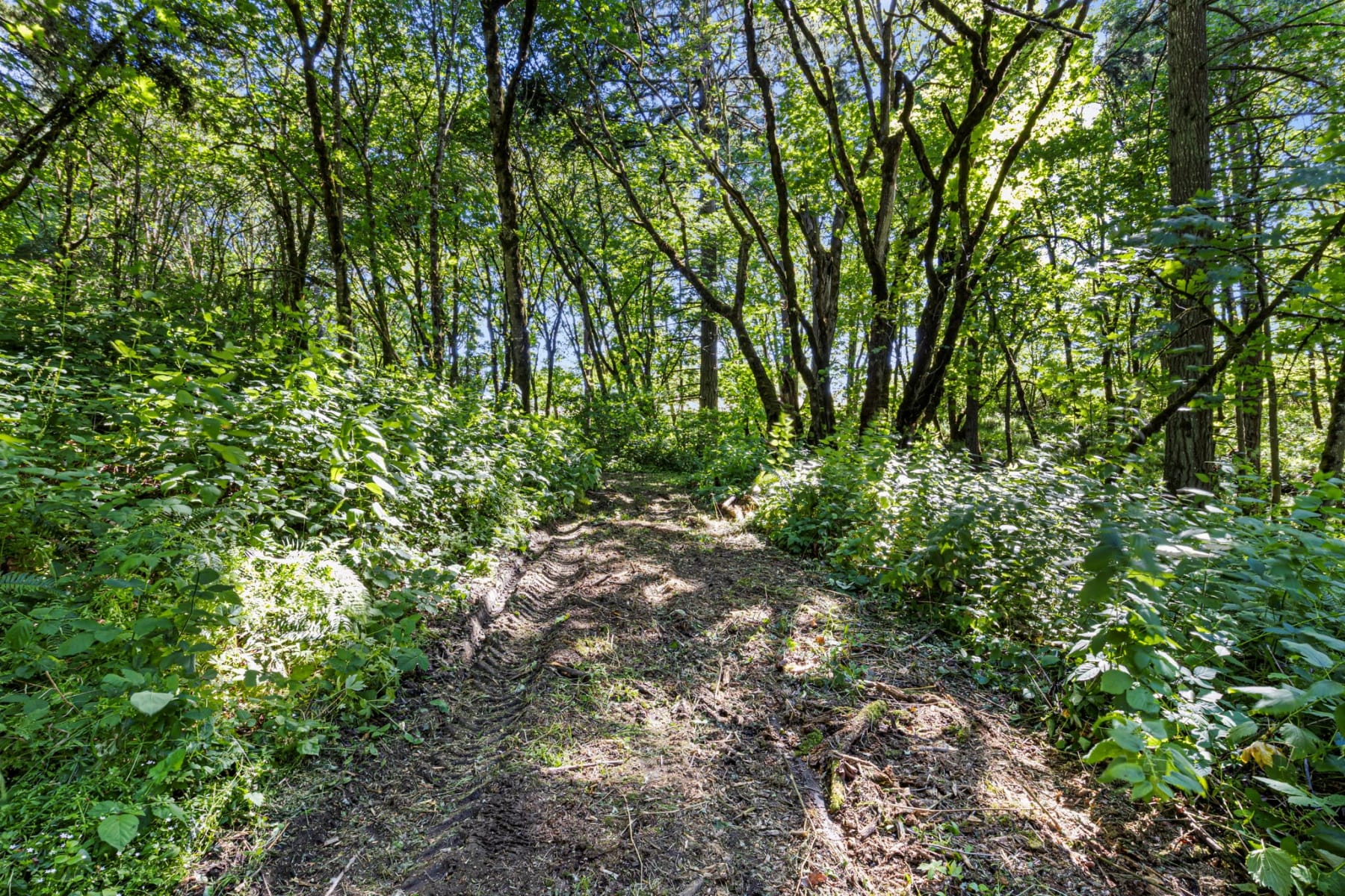  NE Santiam WAY Albany, OR 97322 - 物件實景