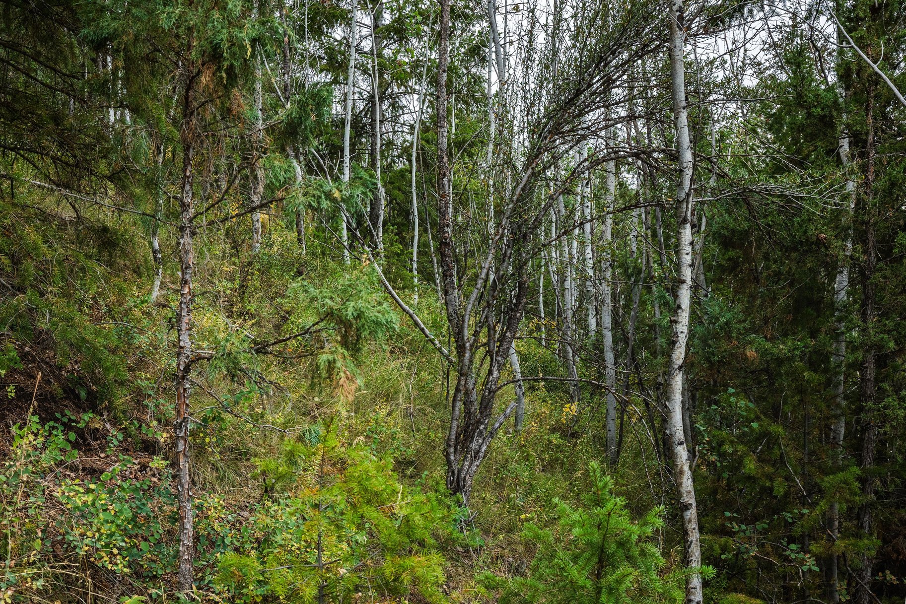 One+ Acre Off Mirror Lake Highway  Power, Septic Plan & Year Round Access - 物件實景