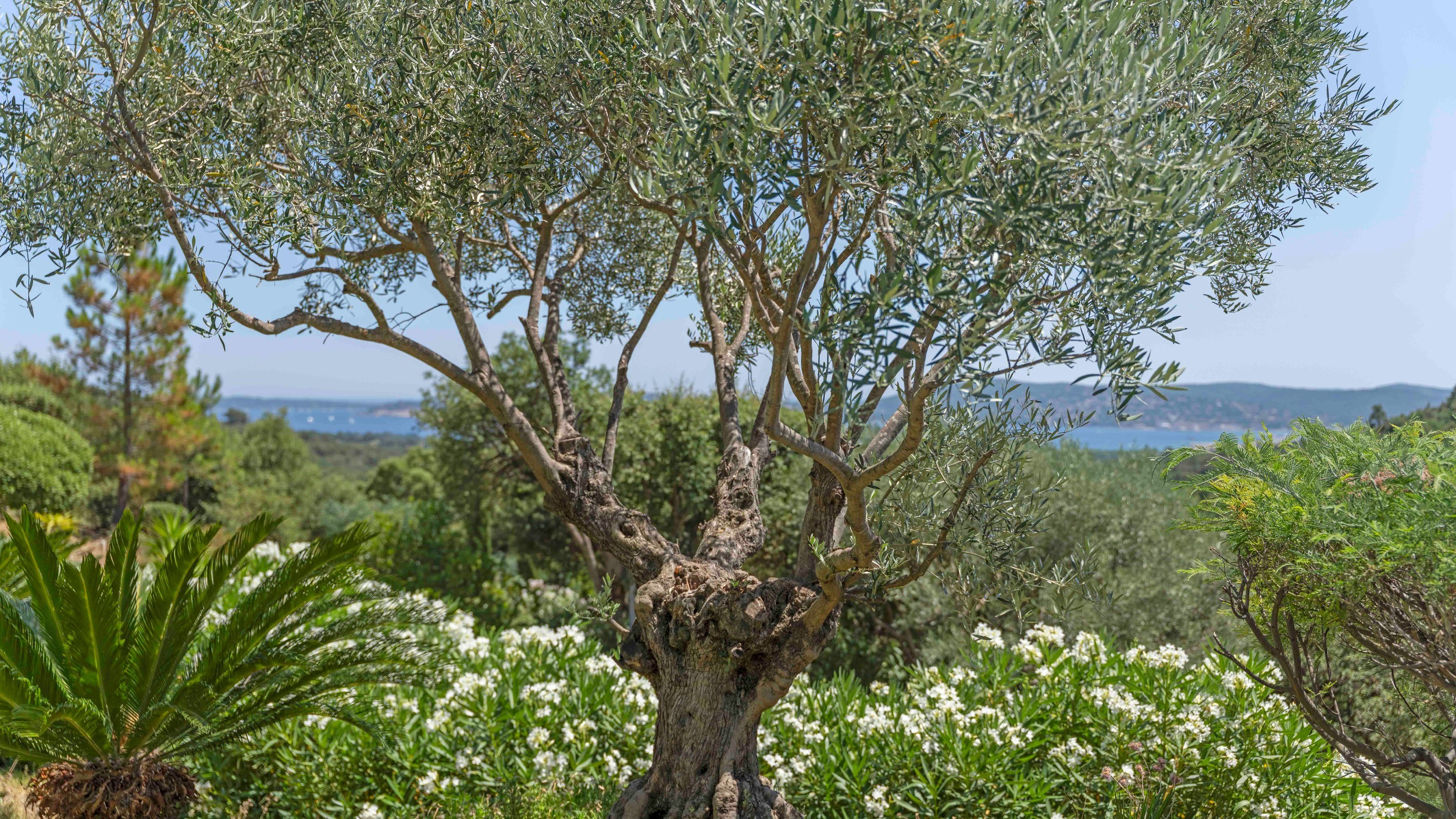  Luxury sea view villa for sale in Grimaud overlooking the Gulf of Saint-Tropez - 物件實景