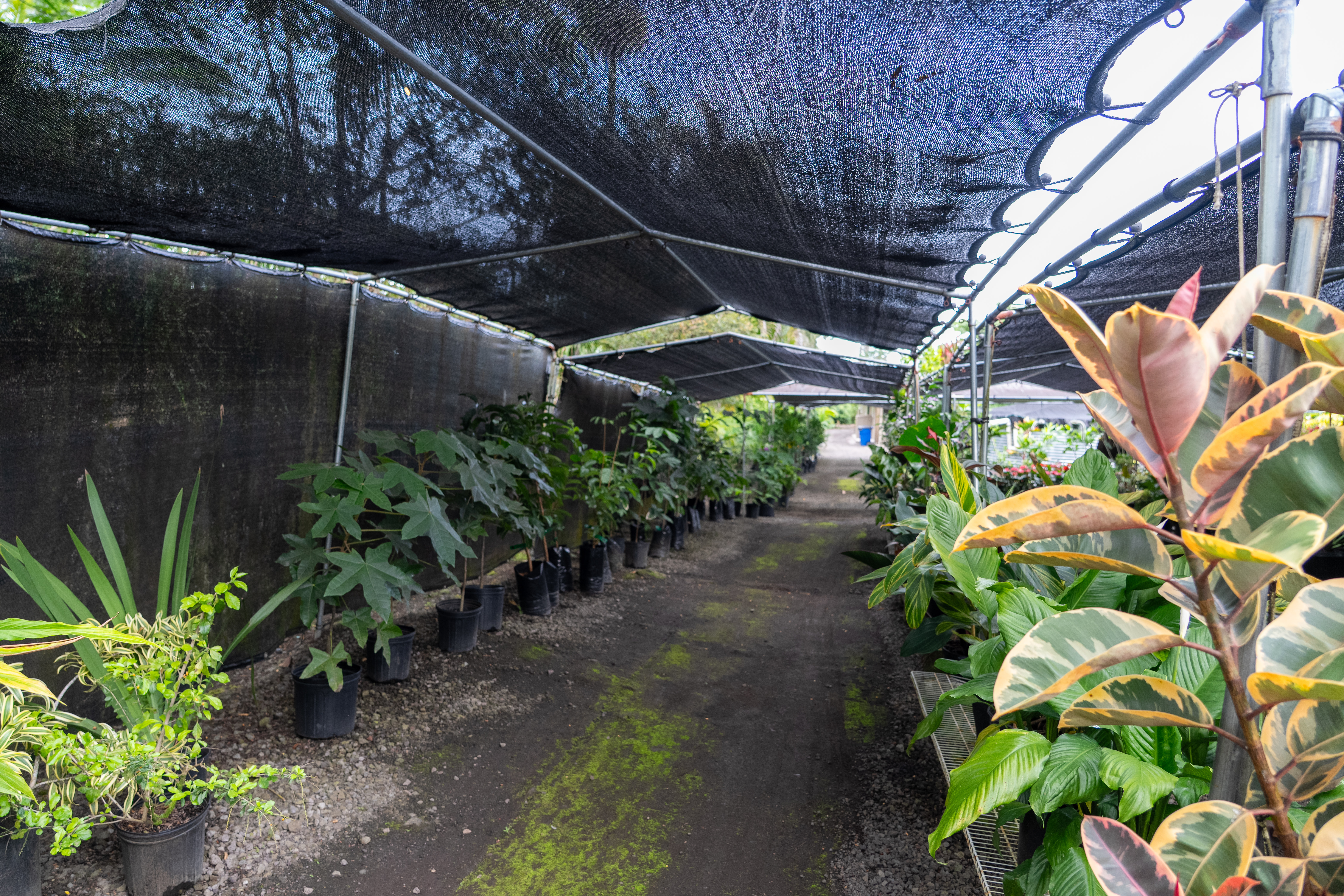 Kurtistown, Hawaii, 96760, United States, 2 Bedrooms Bedrooms, ,2 BathroomsBathrooms,Residential,For Sale,1991865