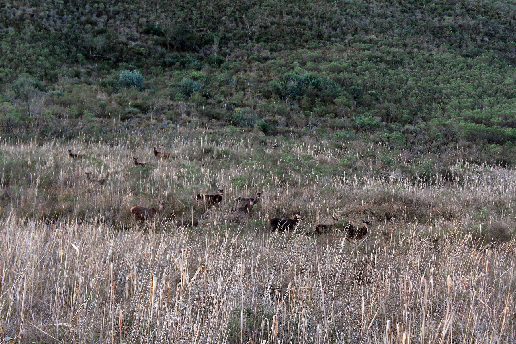  2577 acres Grand Hunting Estate - 物件實景
