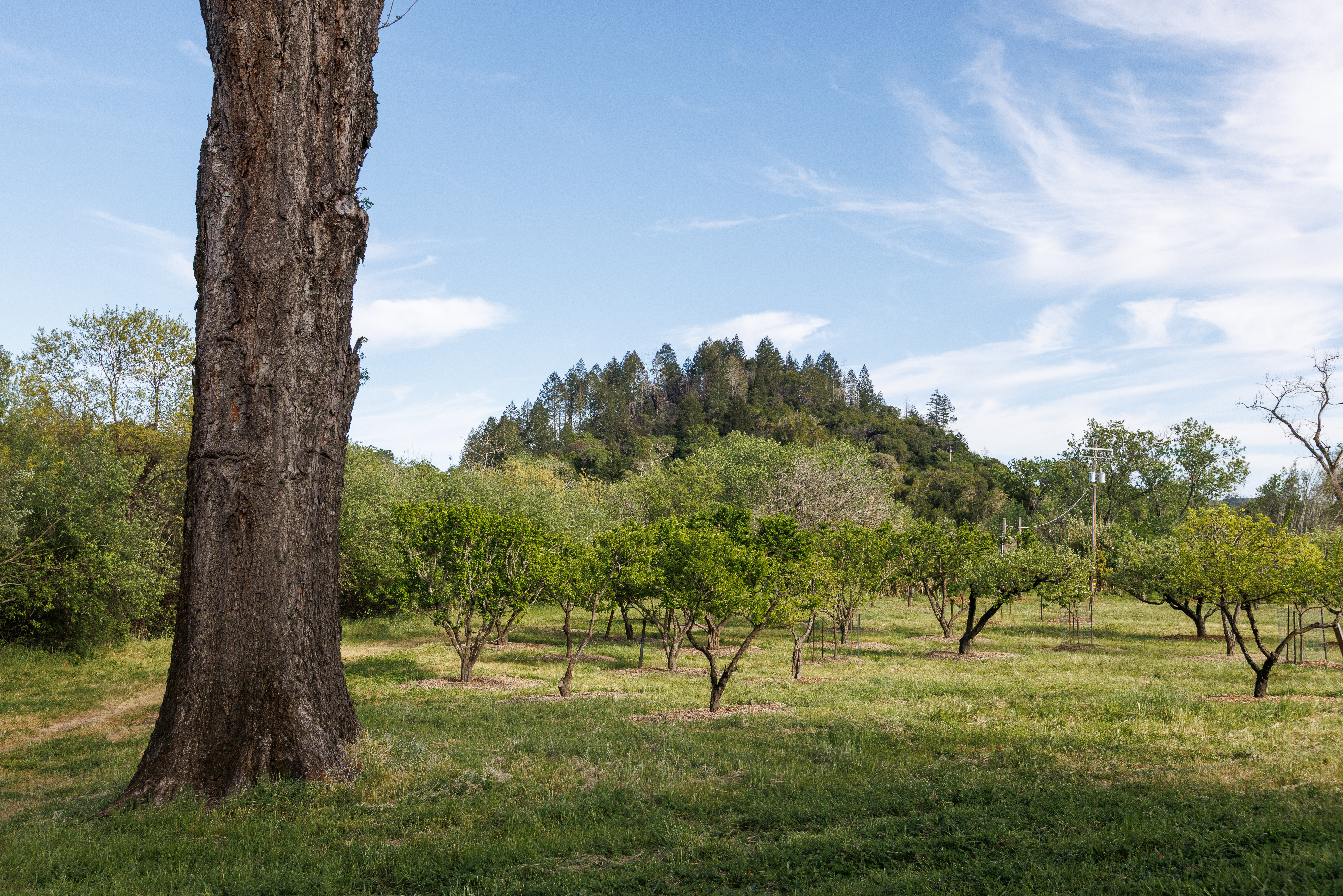  6225 West Soda Rock Lane, Healdsburg, CA 95448 - 物件實景