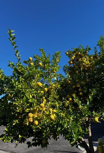 Palm Springs, California, 92264, United States, 3 Bedrooms Bedrooms, ,2 BathroomsBathrooms,Residential,For Sale,1998935