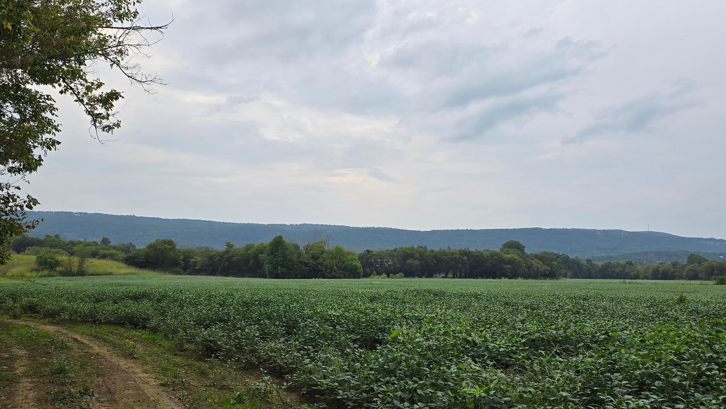 Pikeville, Tennessee, 37367, United States, ,Land,For Sale,1978902