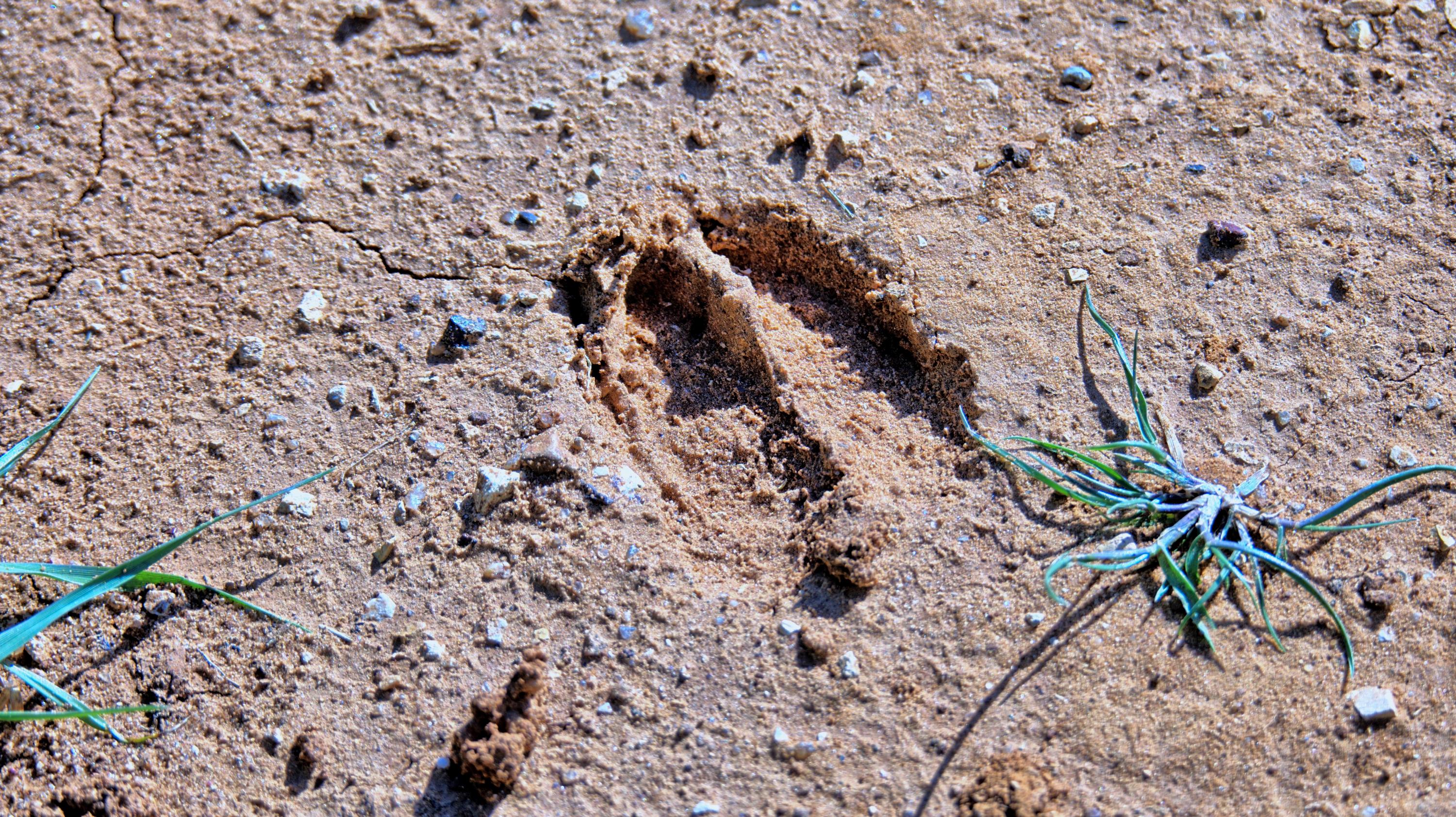  180 +/- Acre Multi-use North Texas Ranch - 物件實景