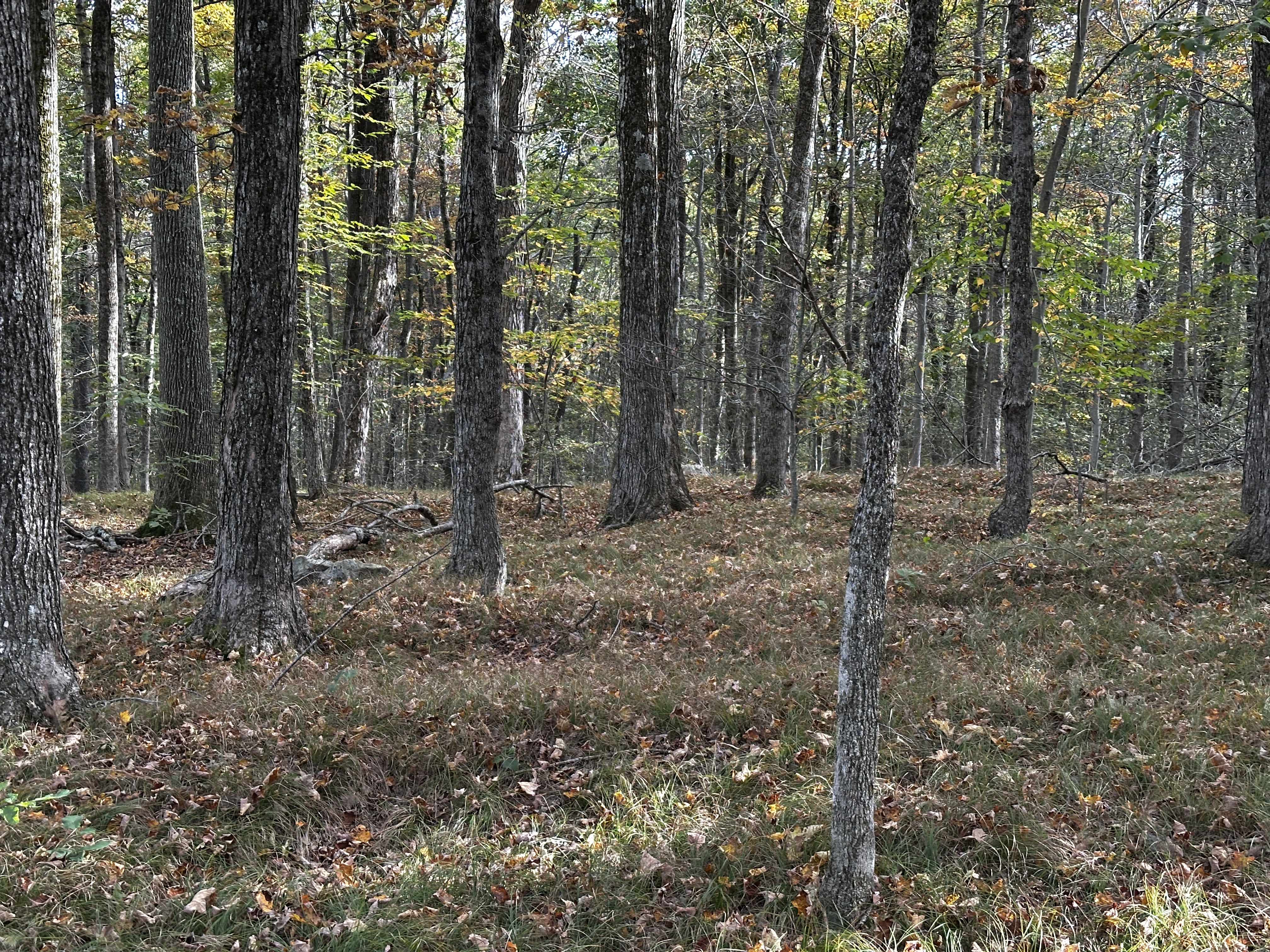  000000 Norfolk Road - 物件實景