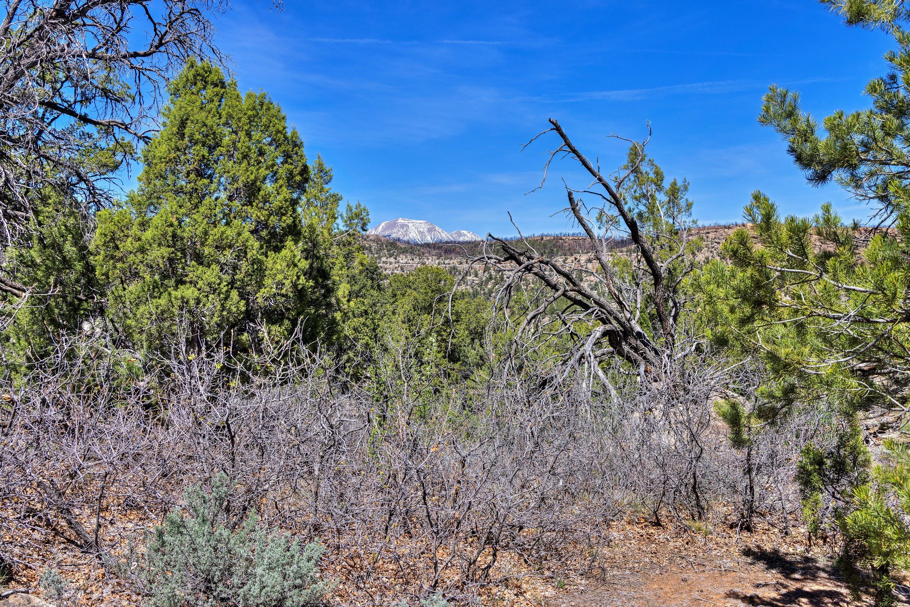  Secluded 18 Acre Wooded Lot In Old La Sal Utah - 物件實景