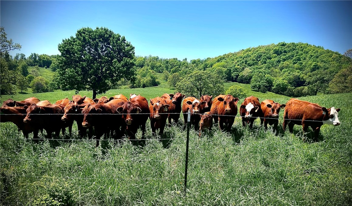 Berryville, Arkansas, 72616, United States, 6 Bedrooms Bedrooms, ,4 BathroomsBathrooms,Residential,For Sale,1988341