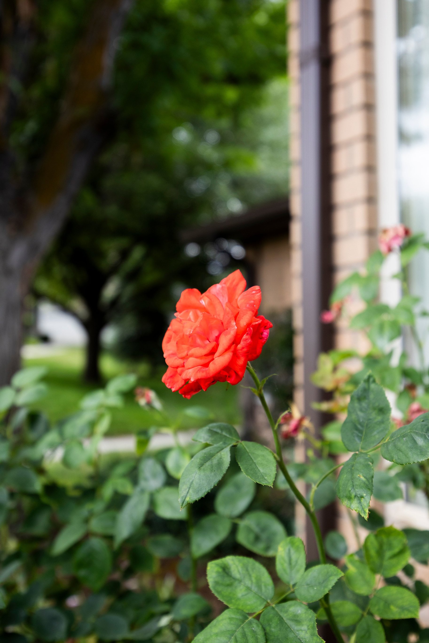  Rarely Available Harvest Lane Rambler Main-Level Living - 物件實景