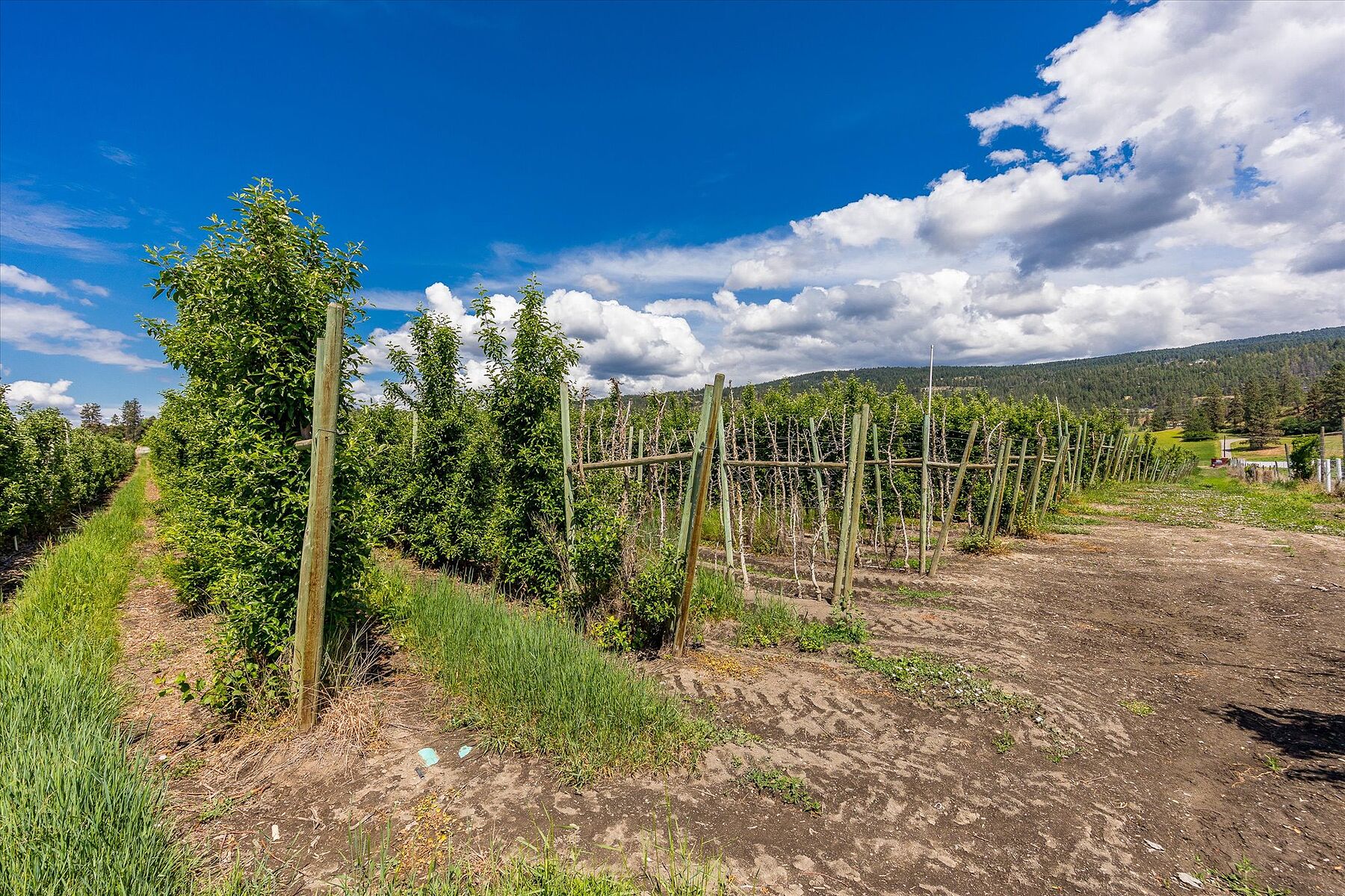 10 Acre Orchard - 物件實景