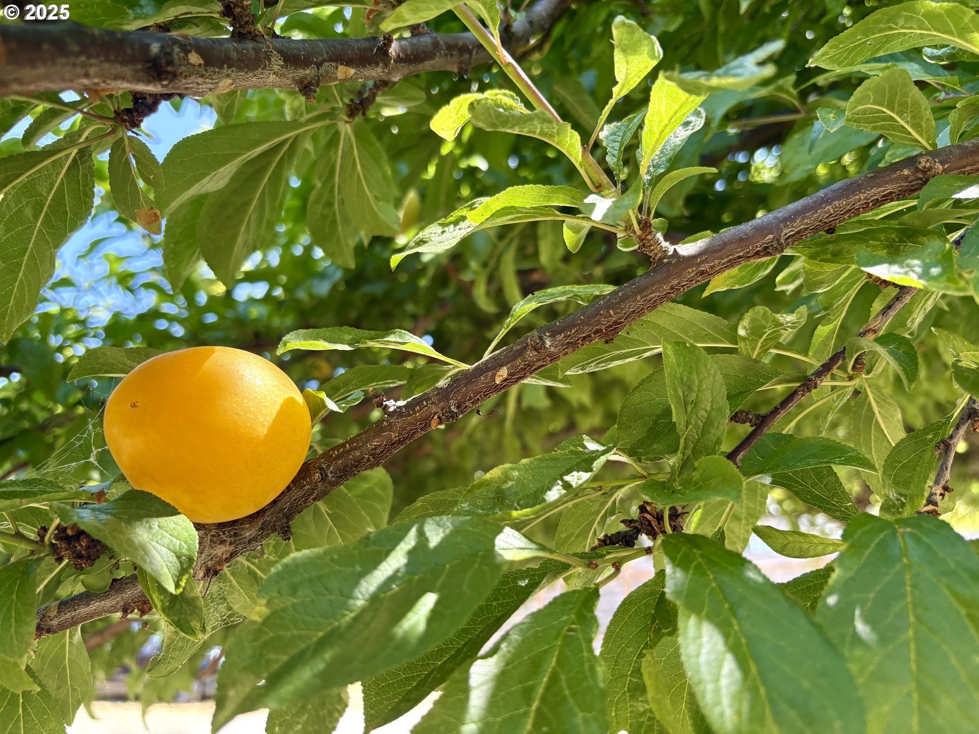 Gold Beach, Oregon, 97444, United States, 4 Bedrooms Bedrooms, ,3 BathroomsBathrooms,Residential,For Sale,1978600