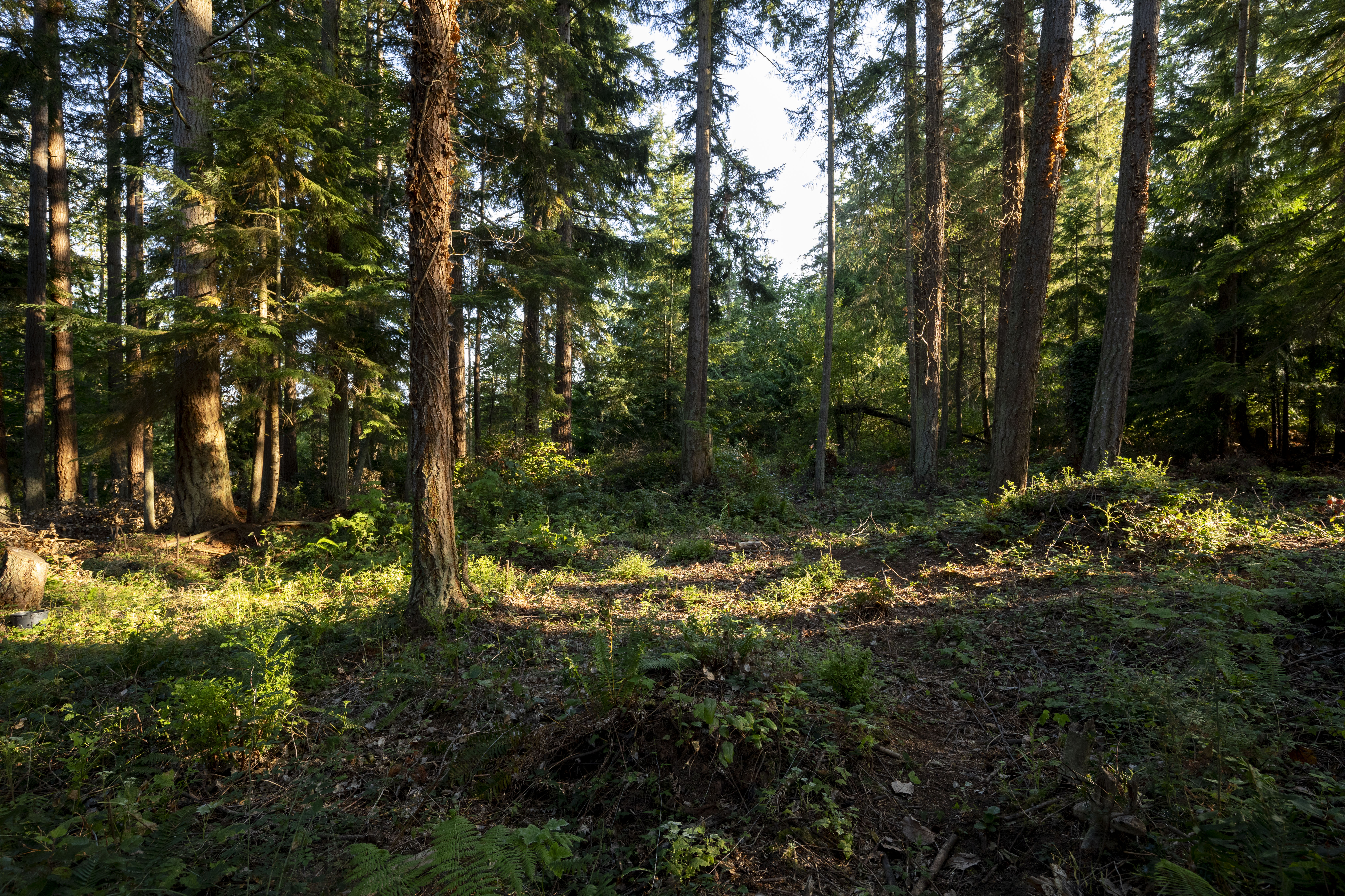  Perfect Whidbey Island Location - 物件實景