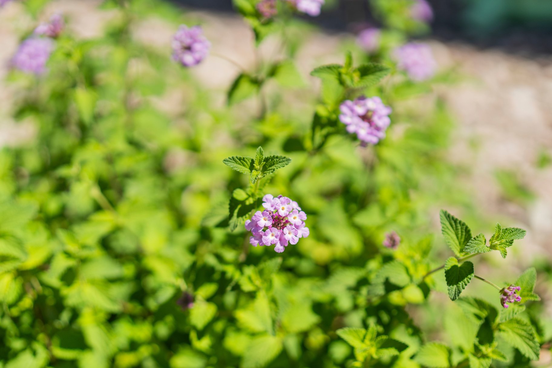  New to Market - 物件實景