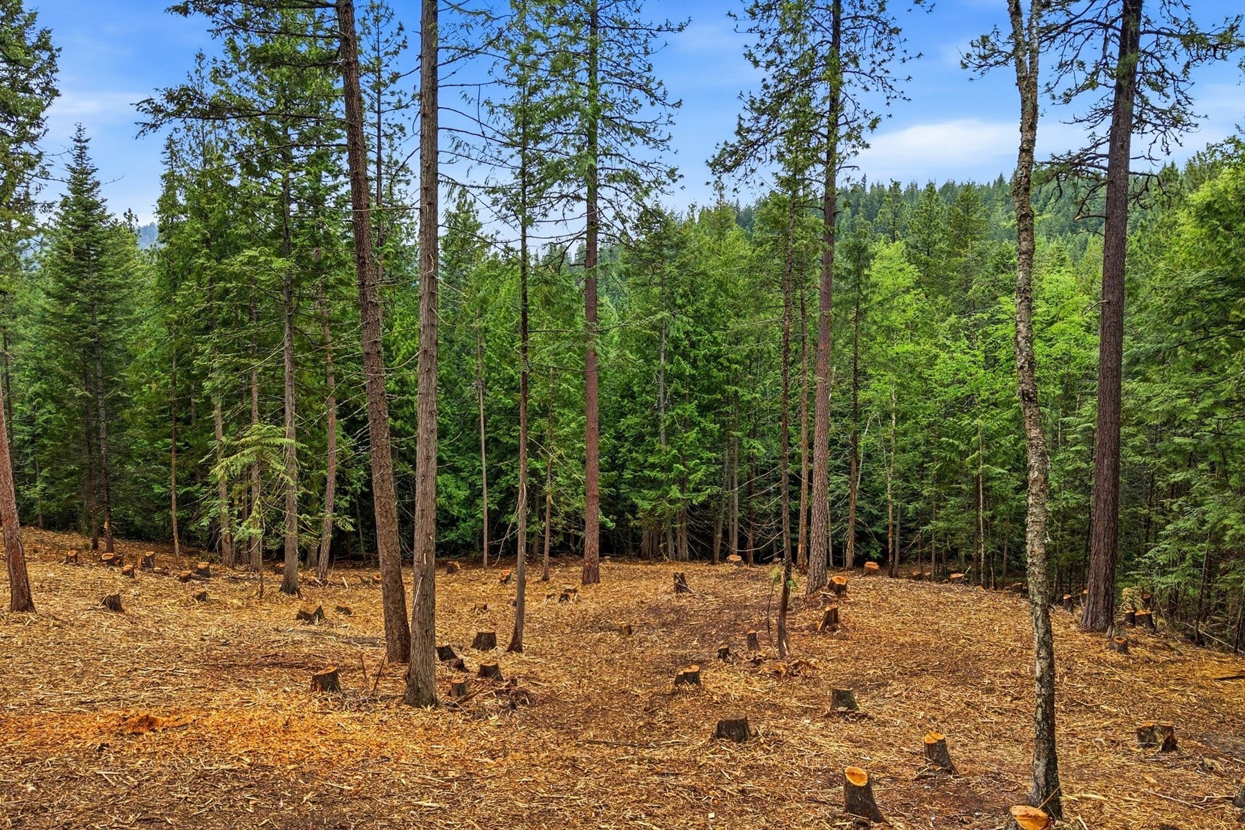  East of Clark Fork - 物件實景